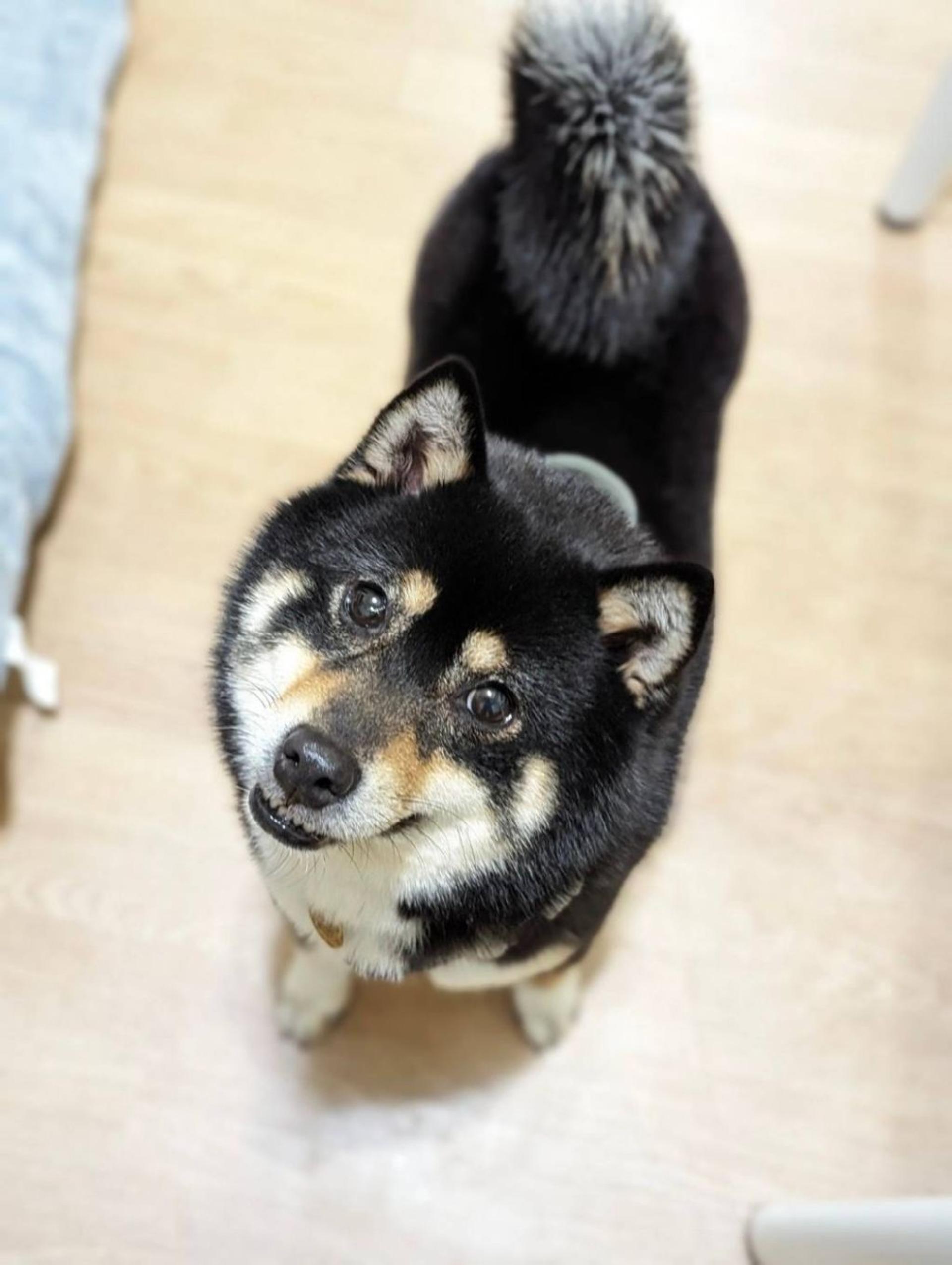 pet-image-3