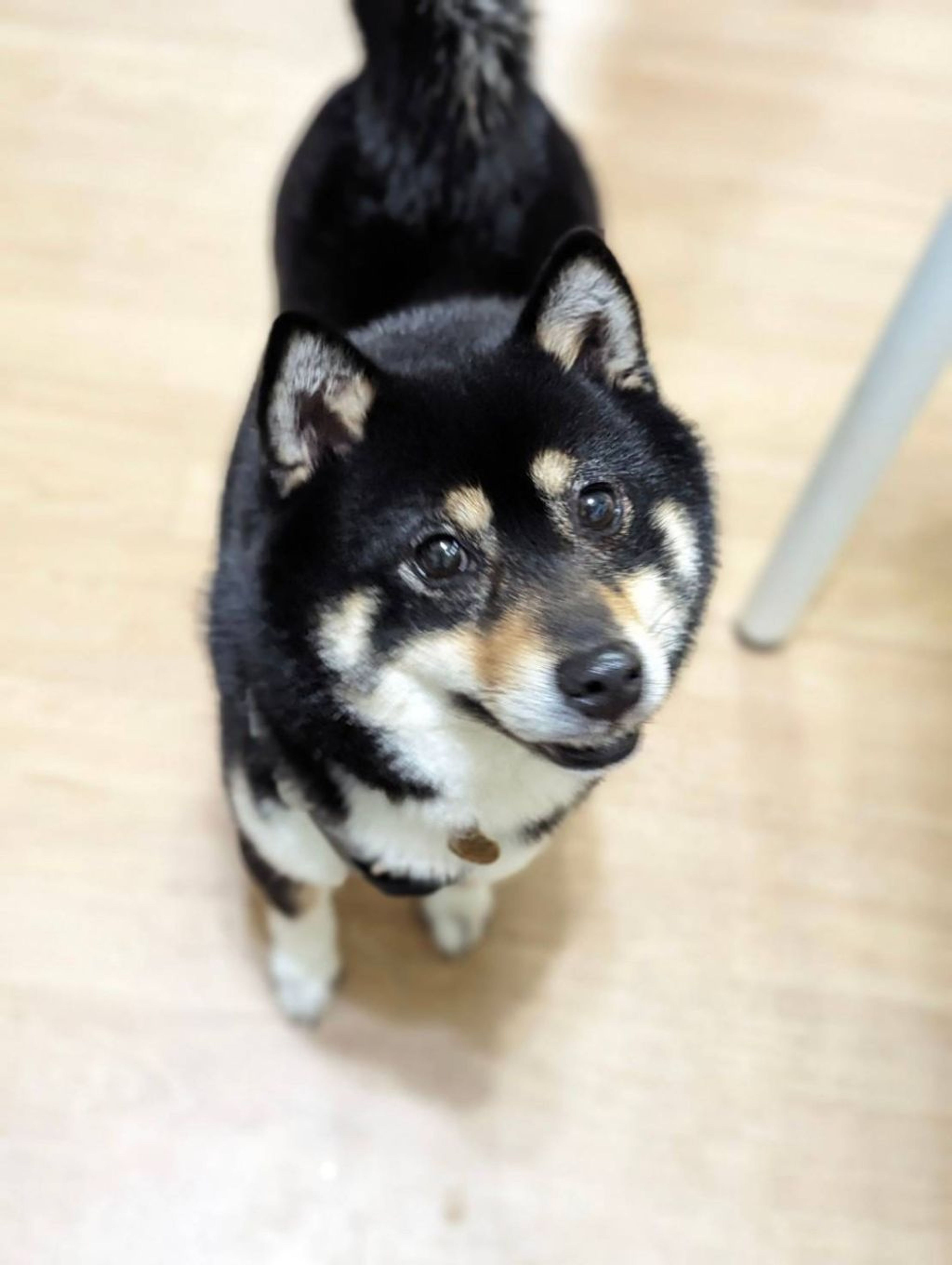 pet-image-4