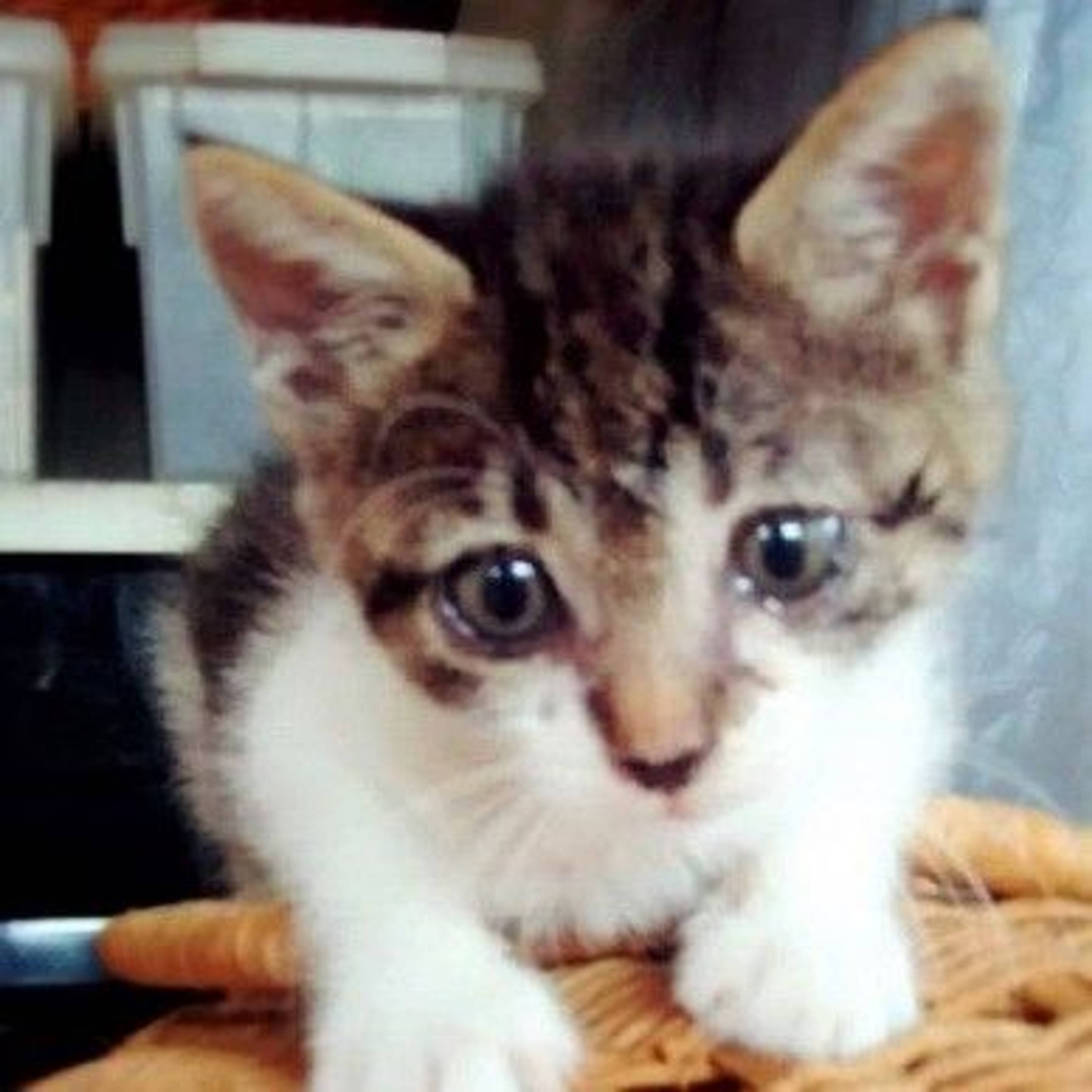 雑種（ミックス猫）・メスの里親募集の写真