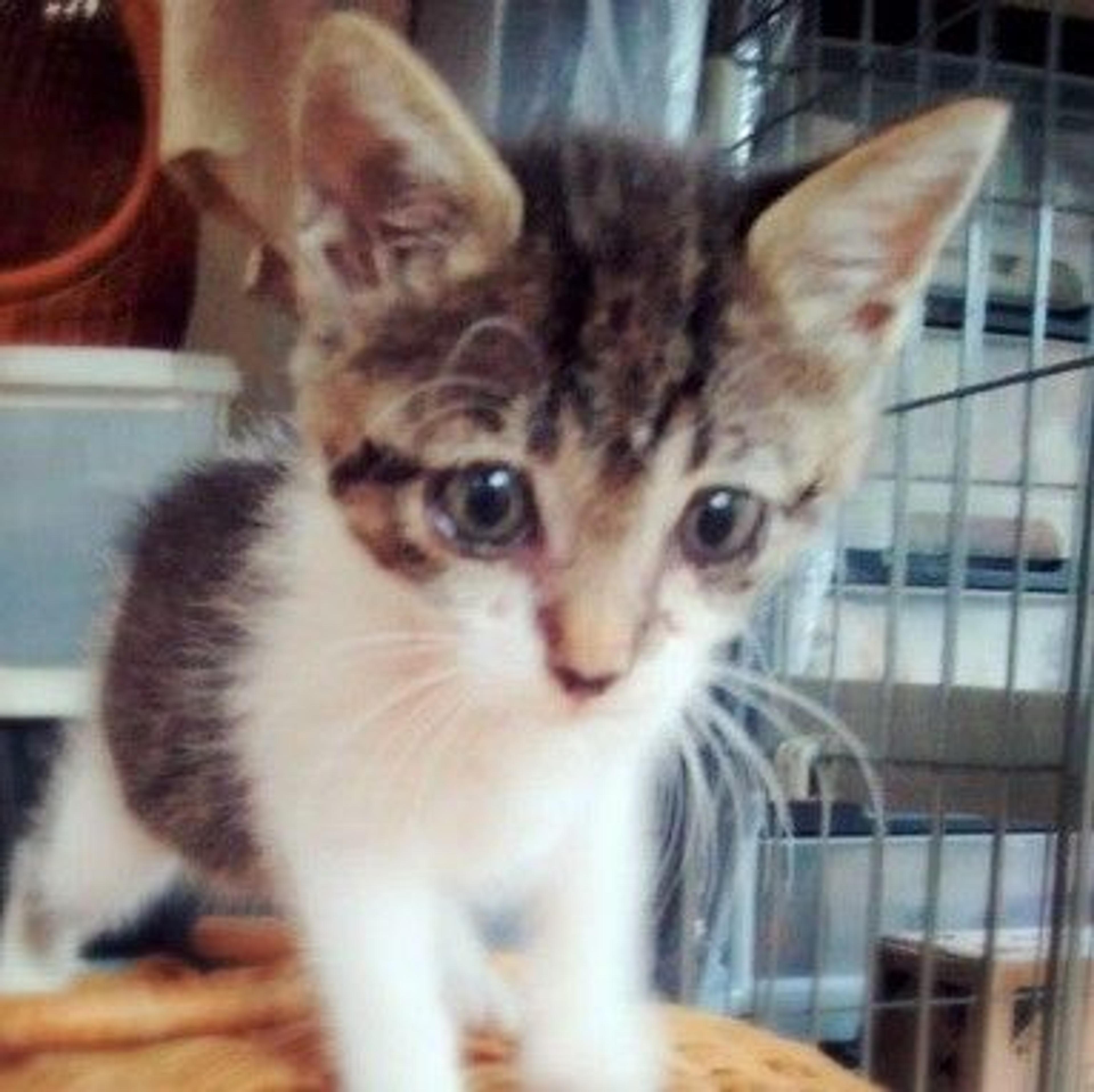 pet-image-2