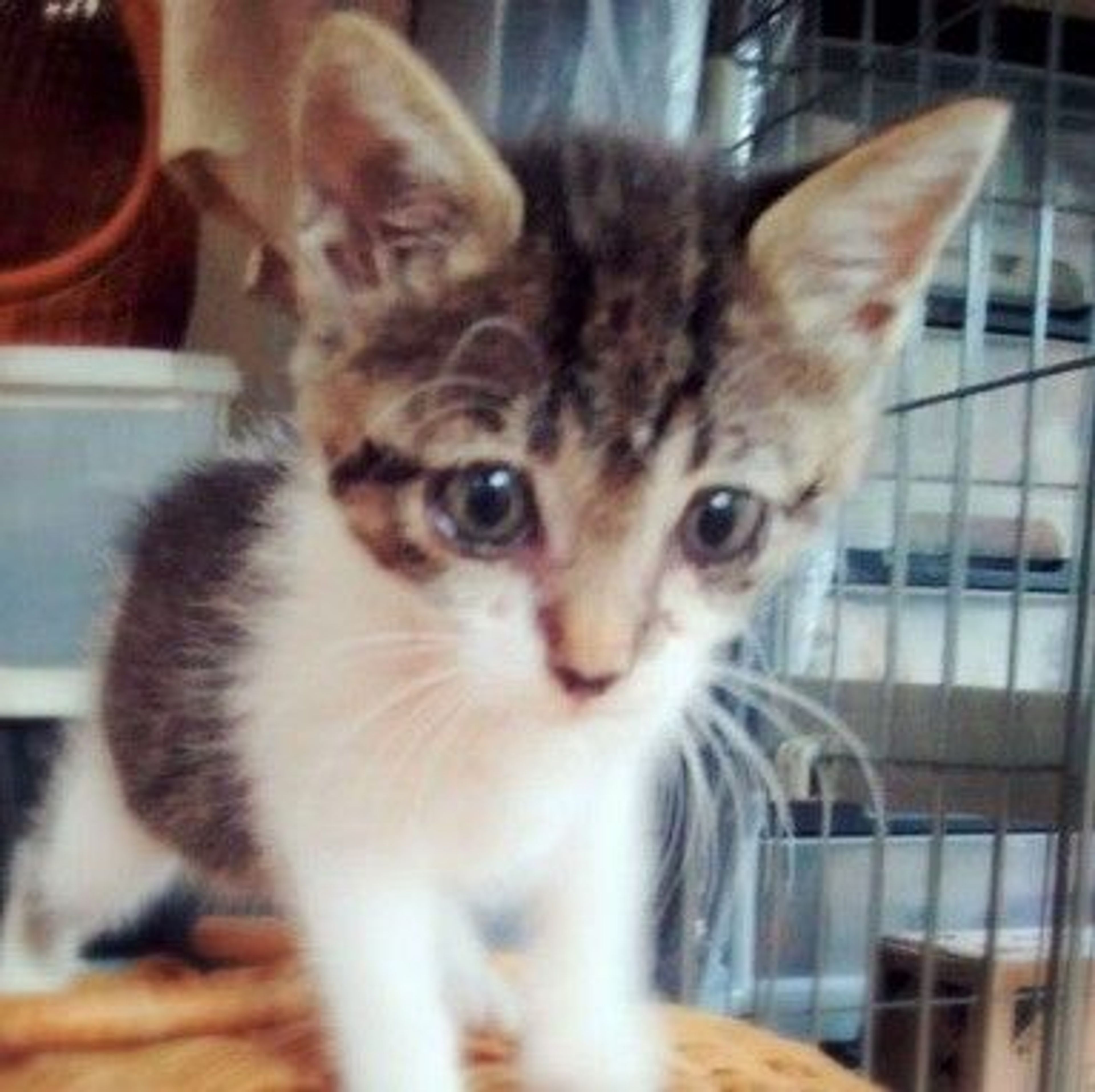 雑種（ミックス猫）・メスの里親募集の写真