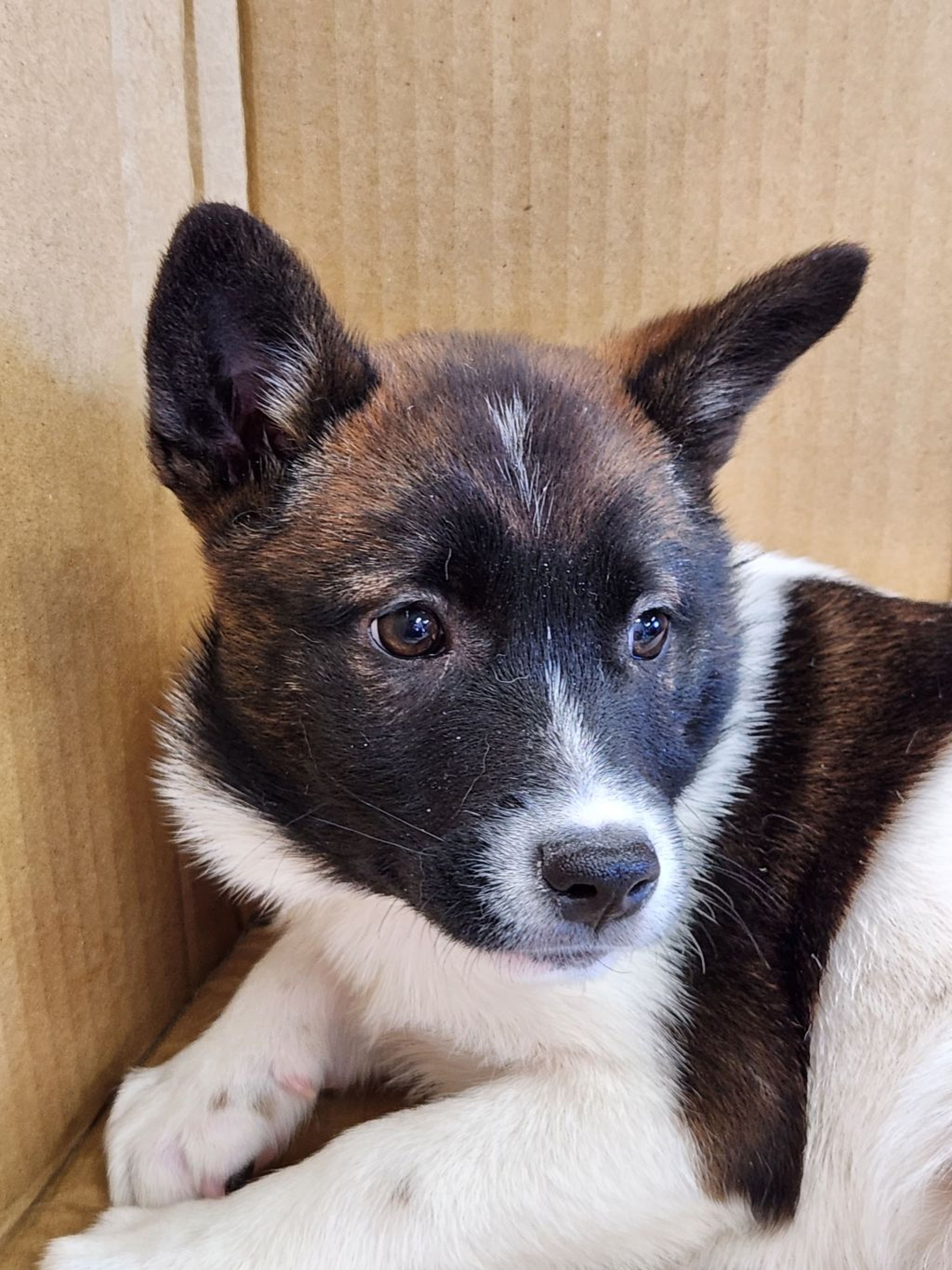 pet-image-2