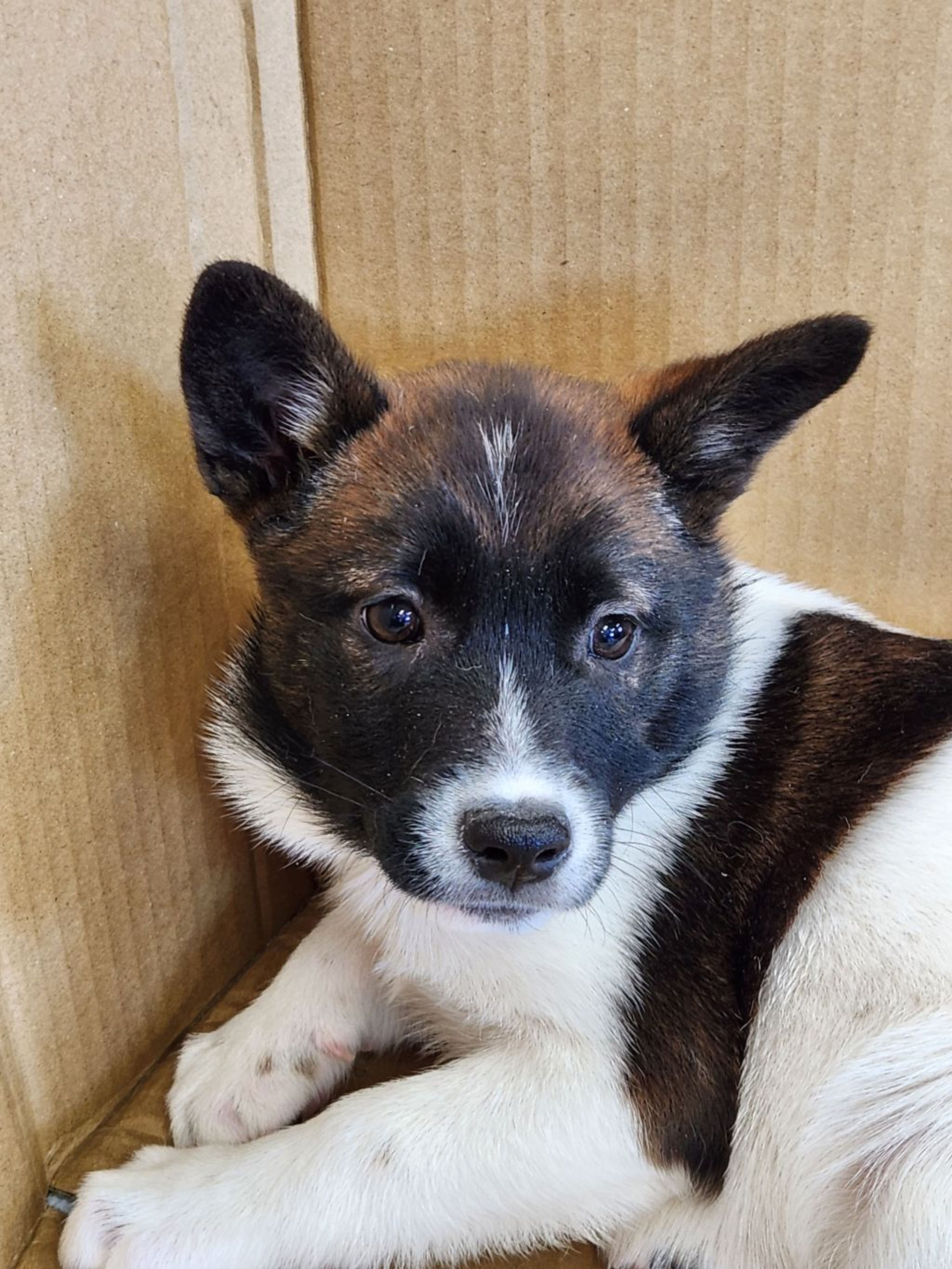 pet-image-3