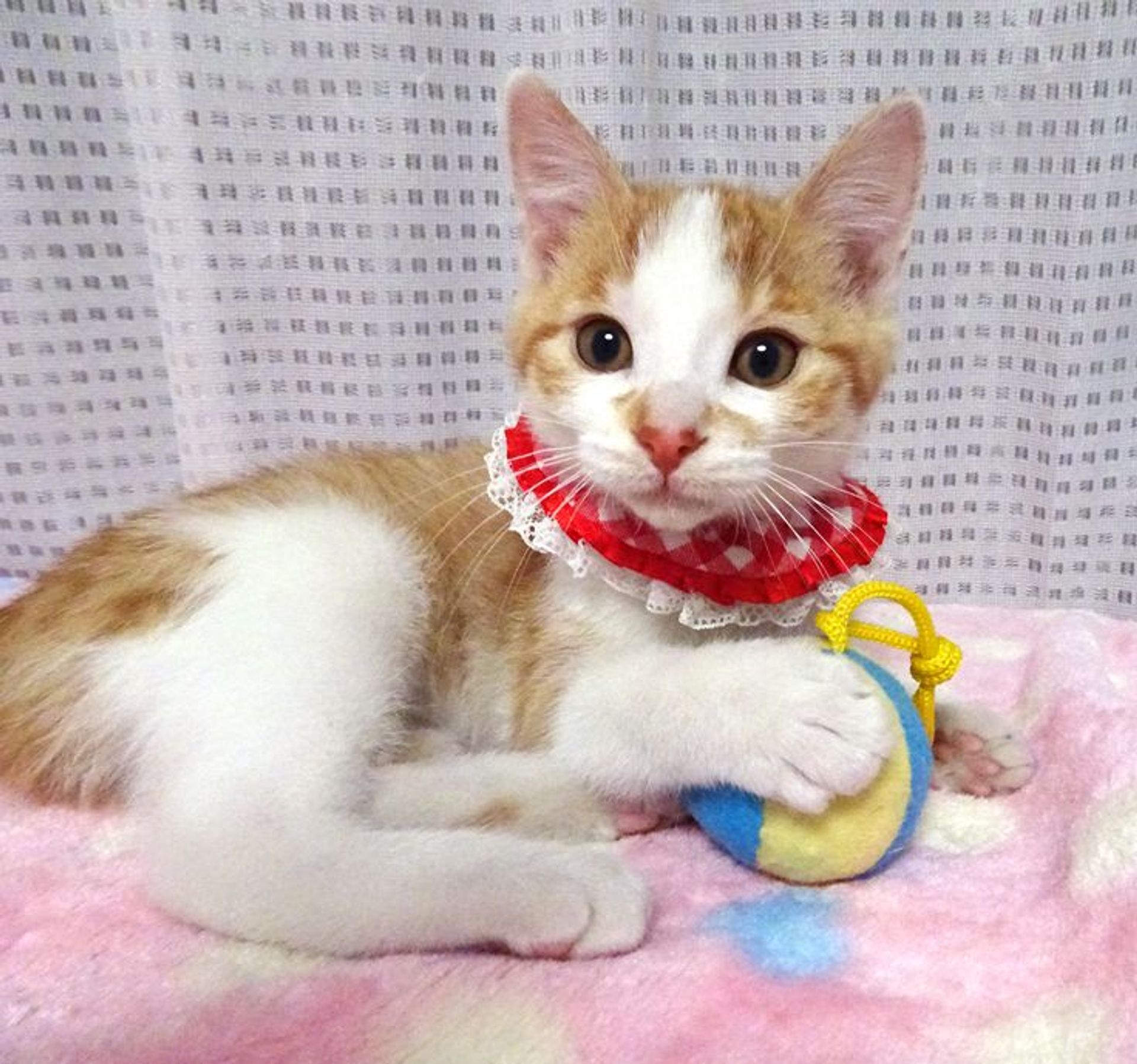 雑種（ミックス猫）・メスの里親募集の写真
