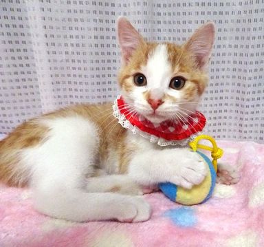 マリちゃんの写真