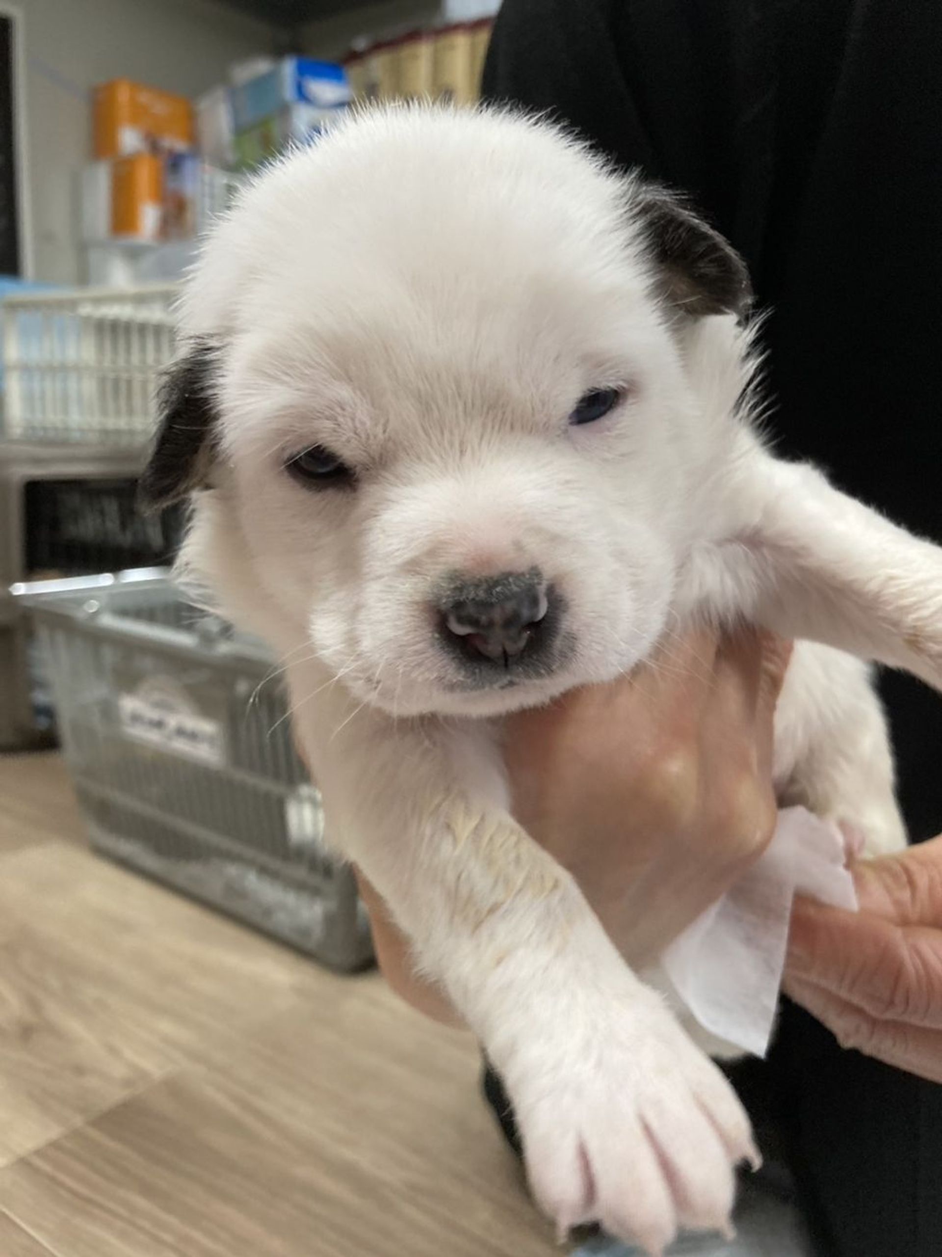 雑種（ミックス犬）・オスの里親募集の写真