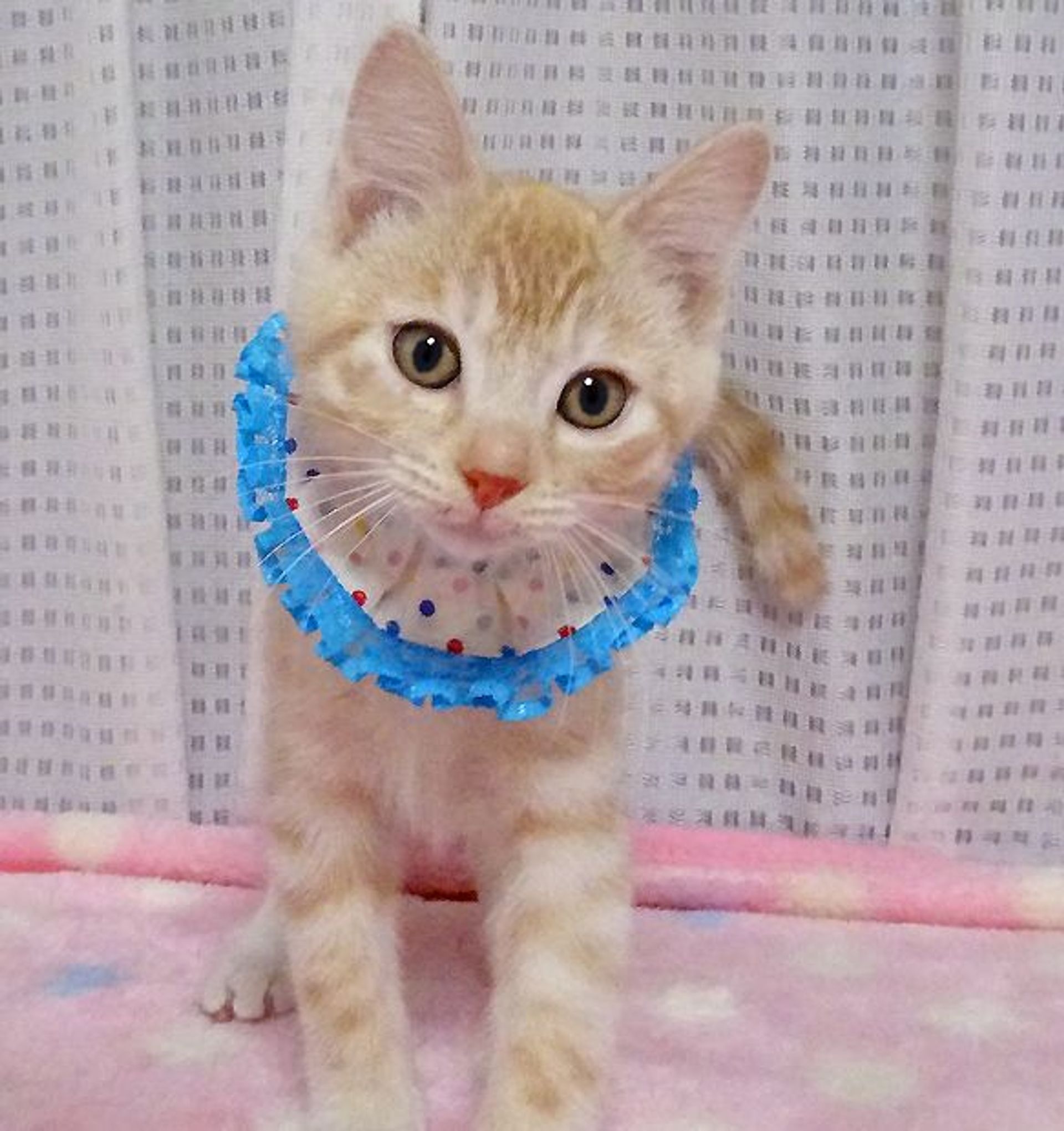 雑種（ミックス猫）・オスの里親募集の写真
