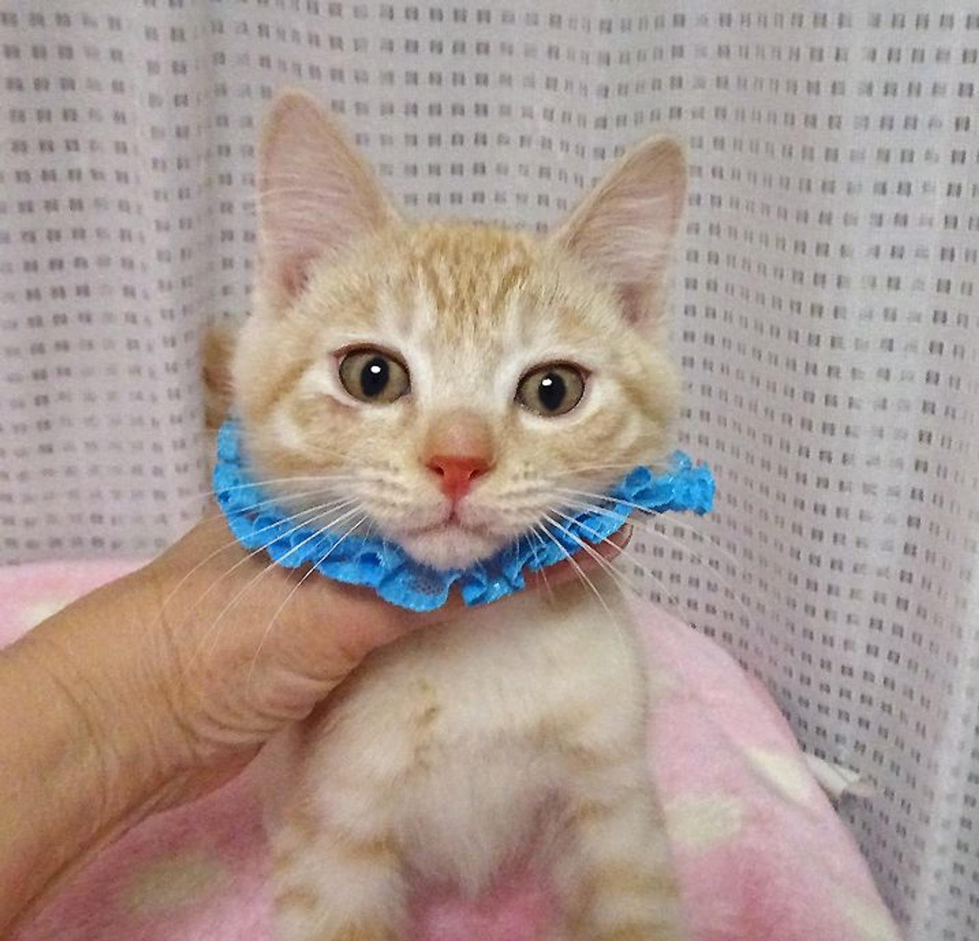 pet-image-3