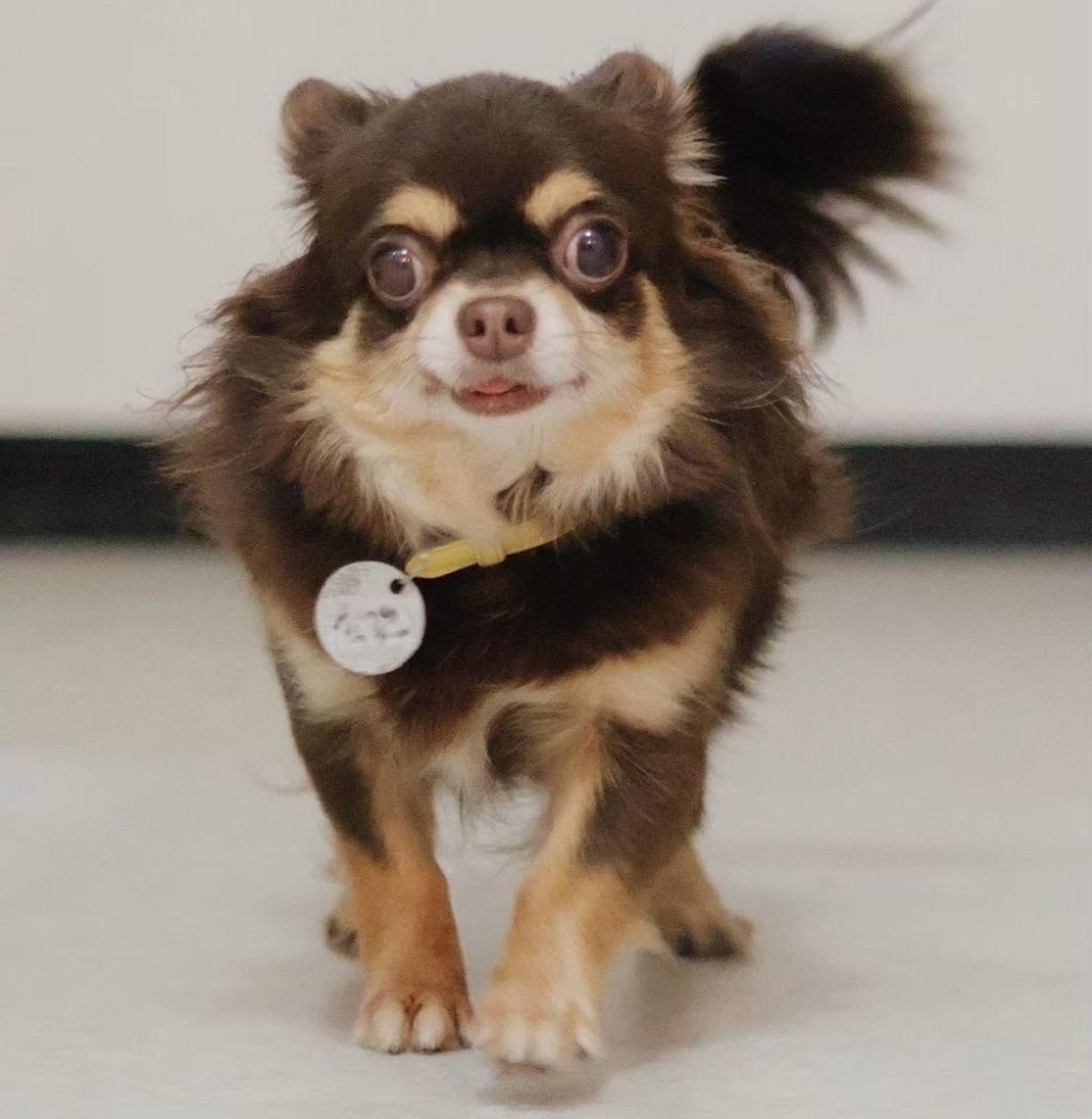 pet-image-4