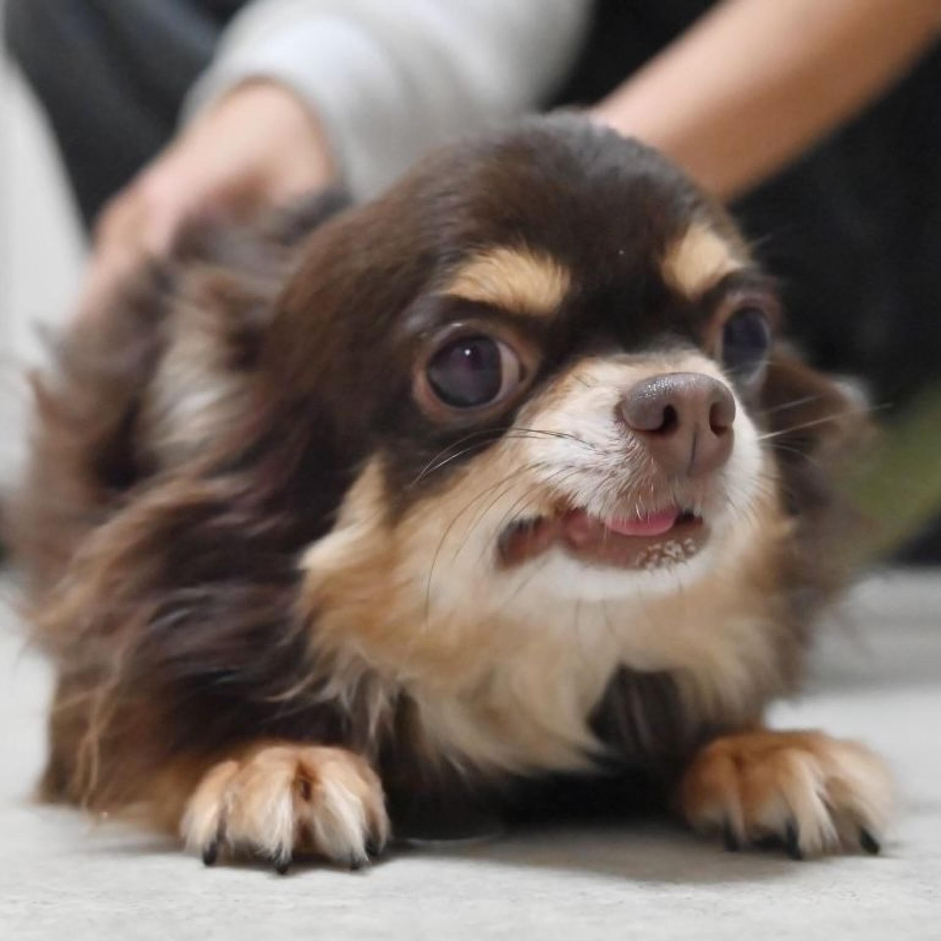 pet-image-5