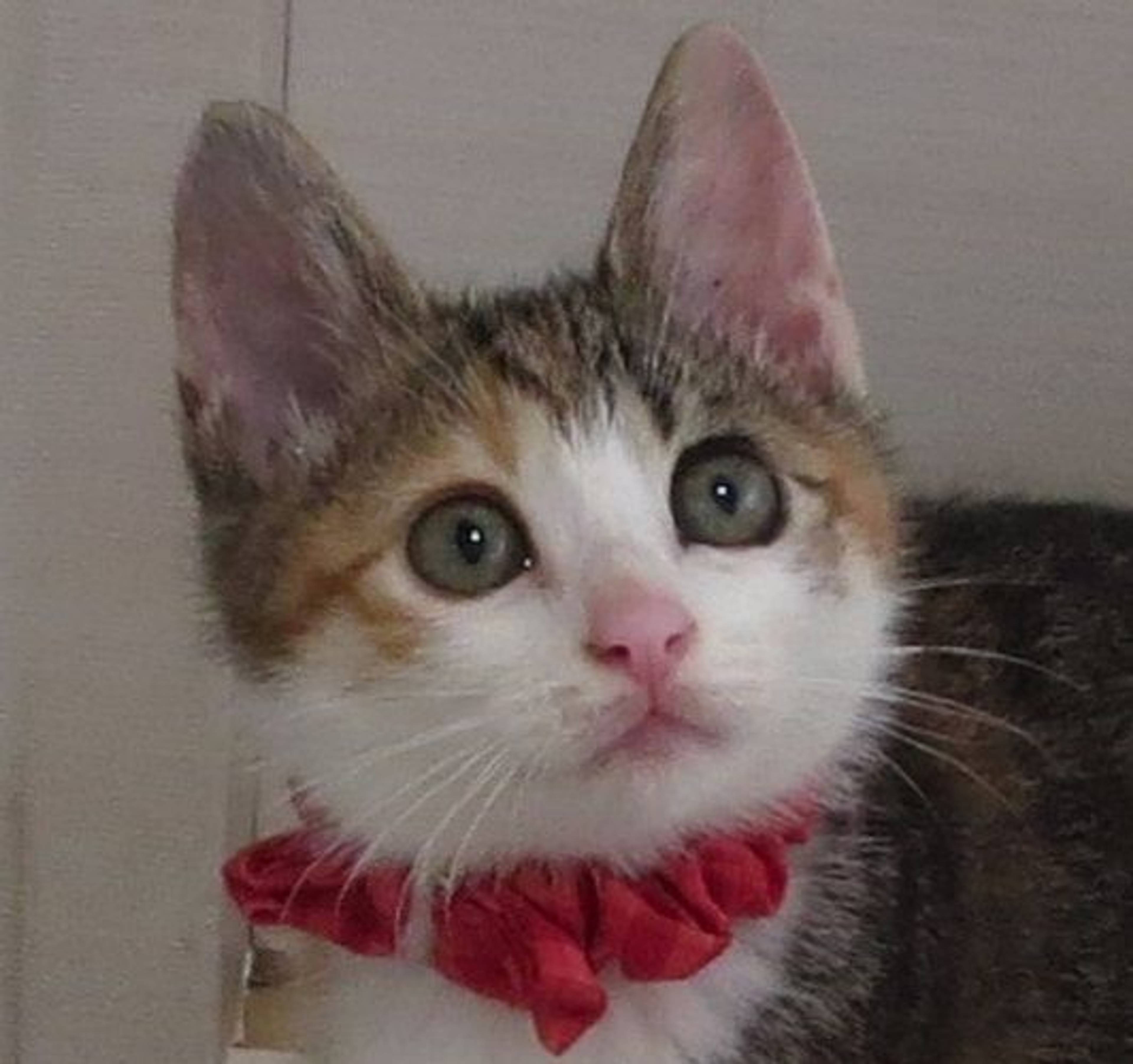日本猫・メスの里親募集の写真