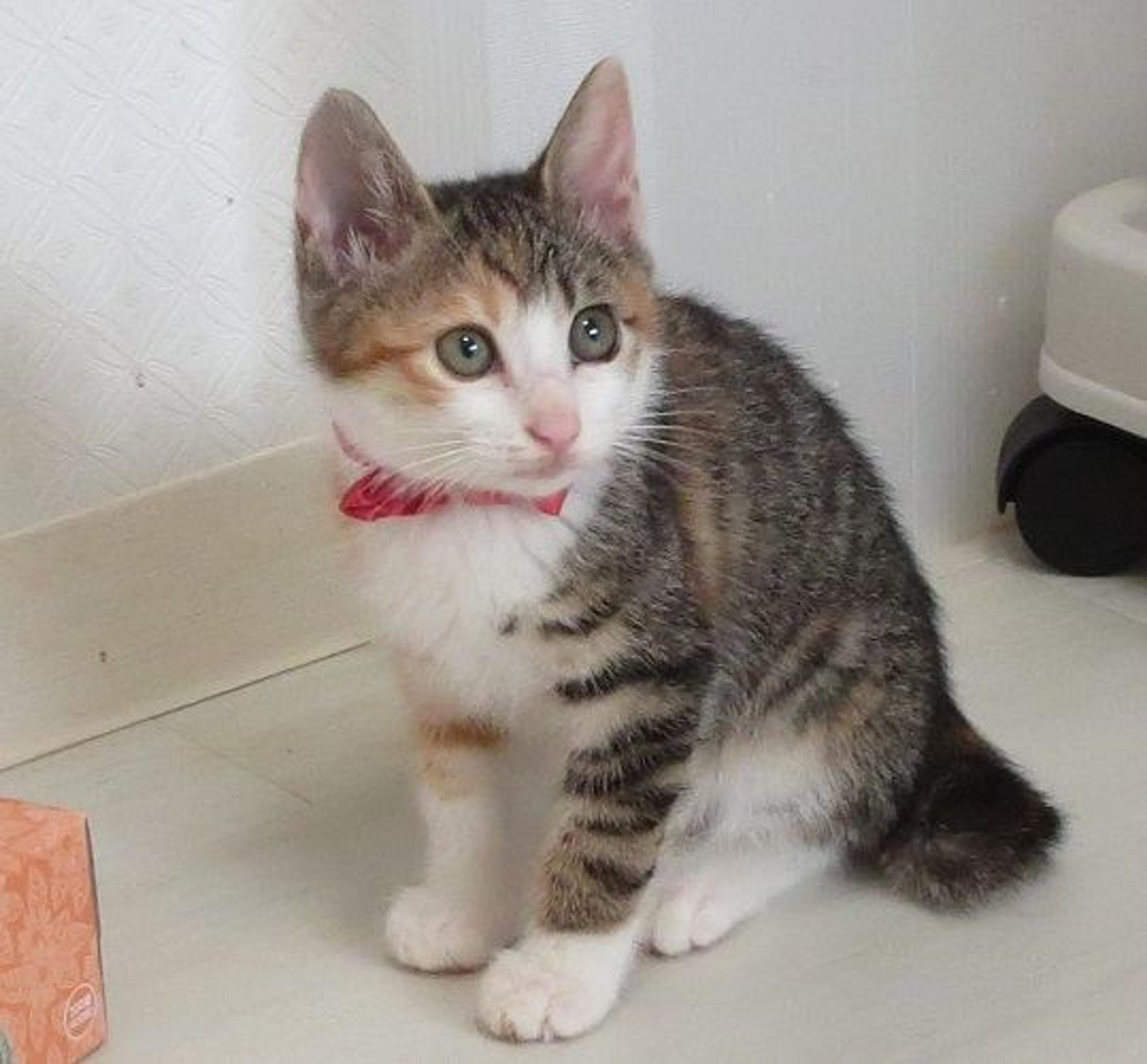 pet-image-3