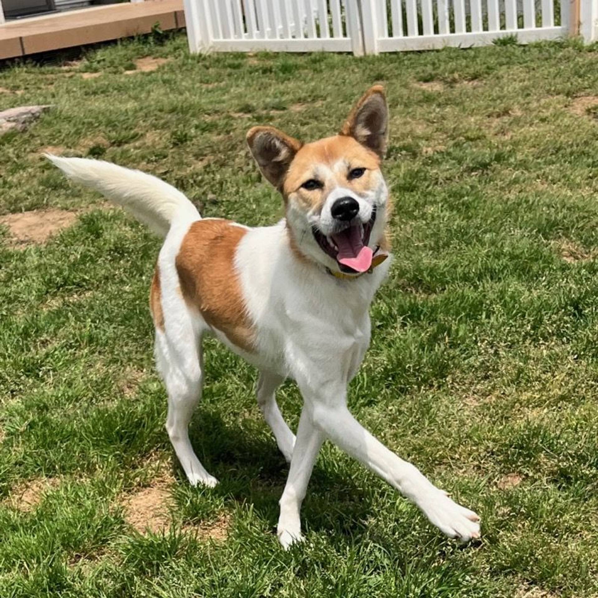 雑種（ミックス犬）・メスの里親募集の写真