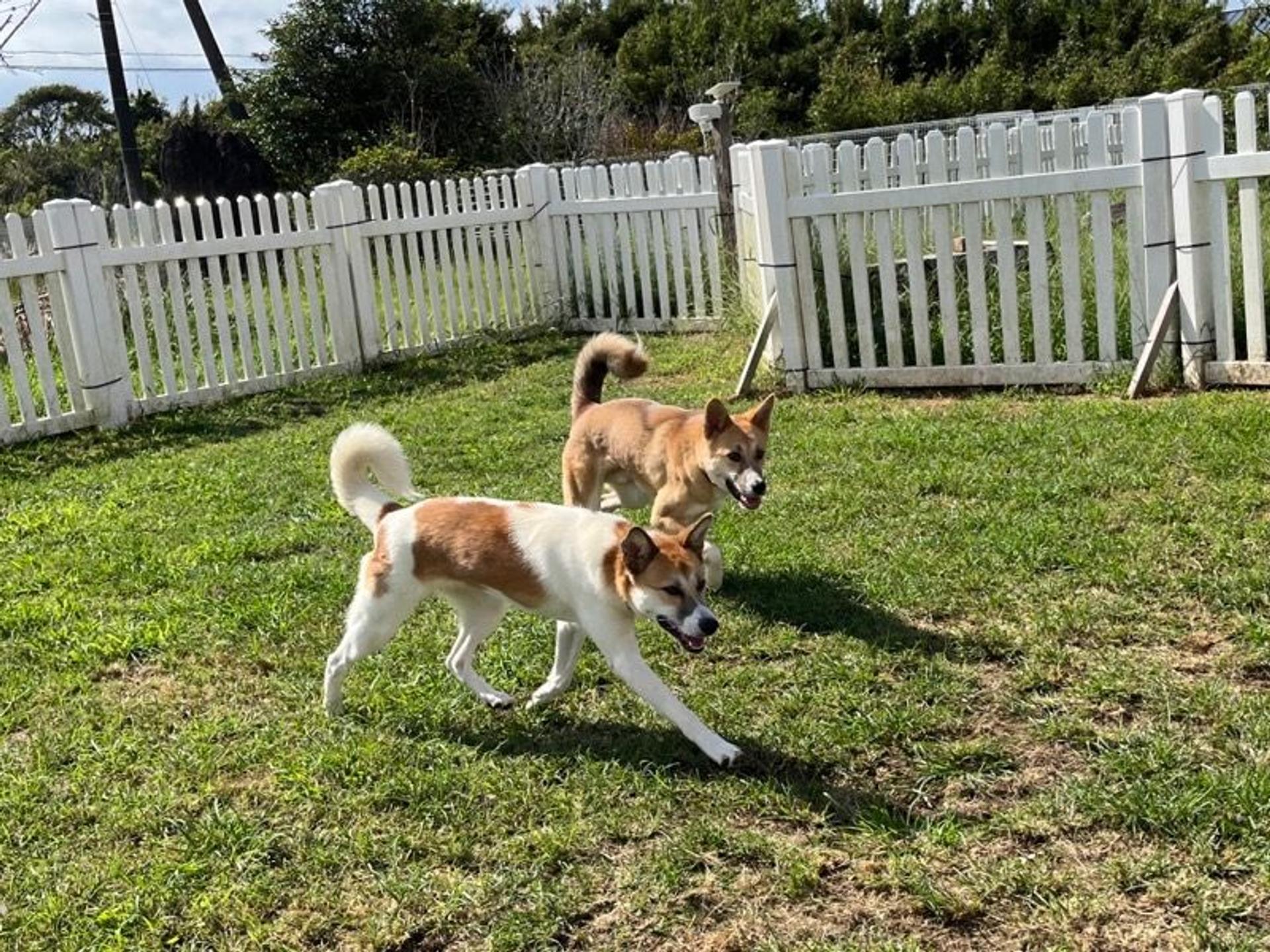 pet-image-5