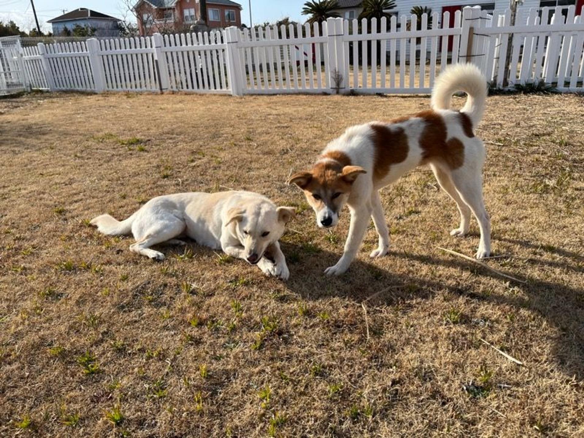 pet-image-6