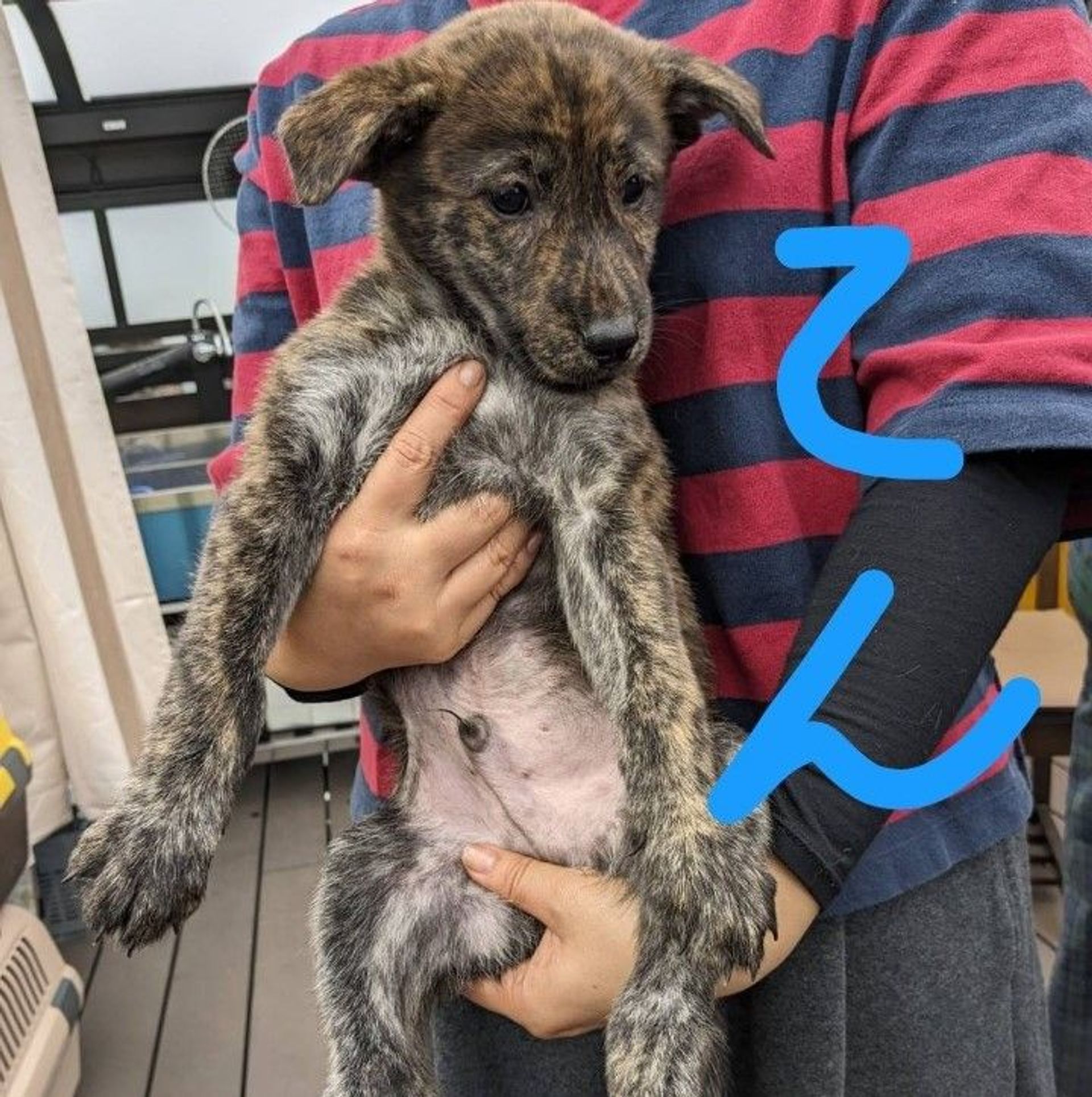 雑種（ミックス犬）・オスの里親募集の写真