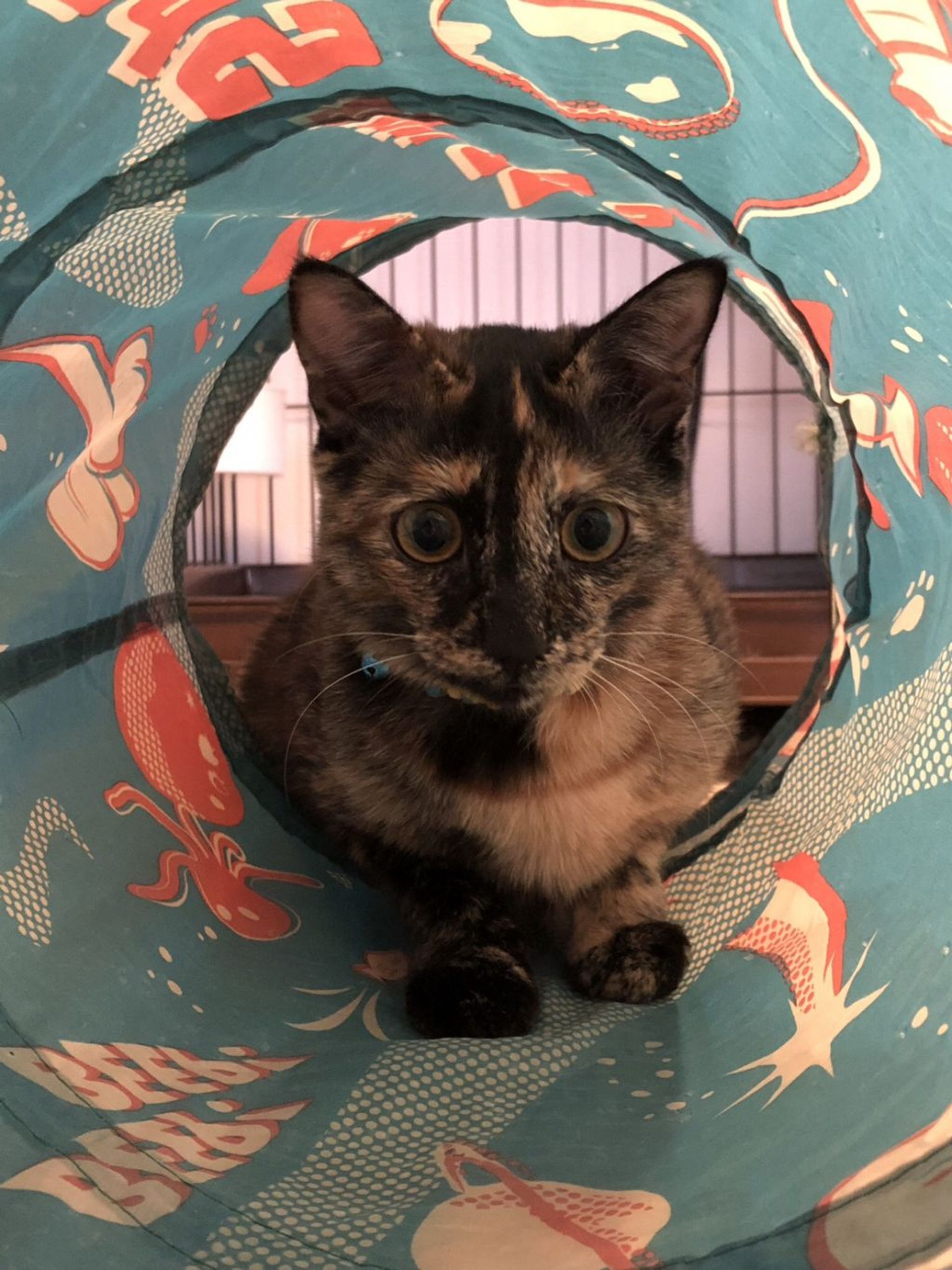 雑種（ミックス猫）・メスの里親募集の写真