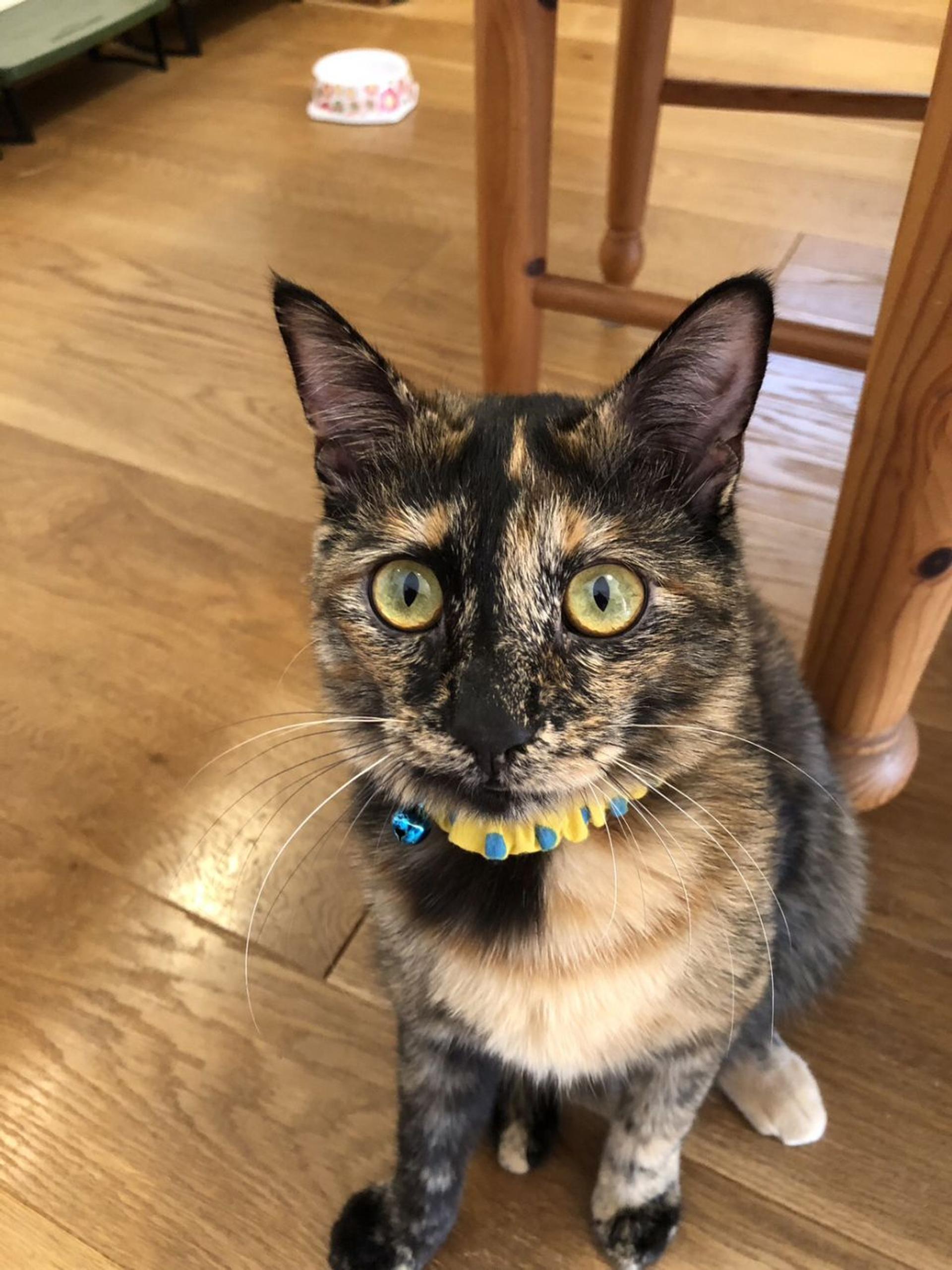 pet-image-8
