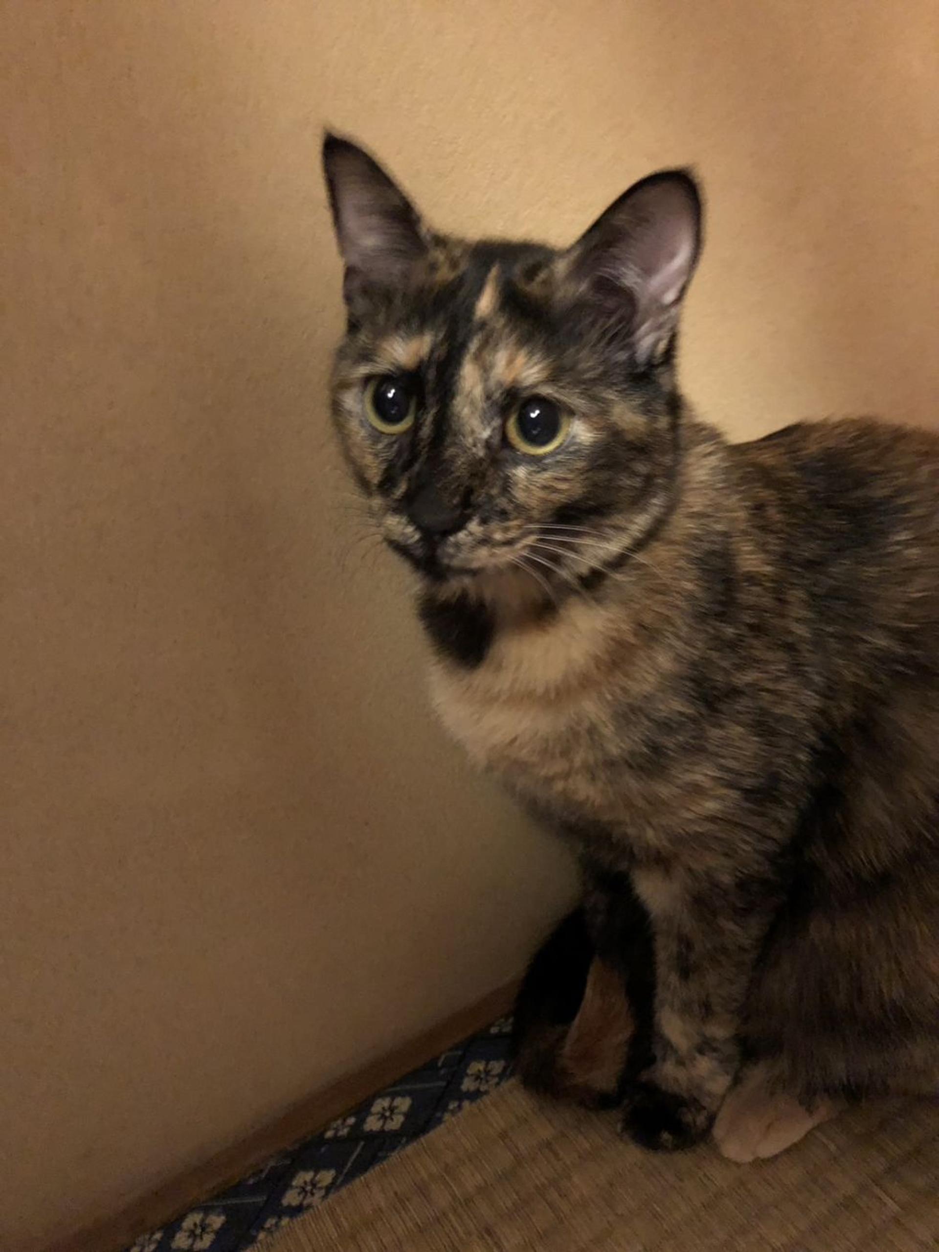 pet-image-4