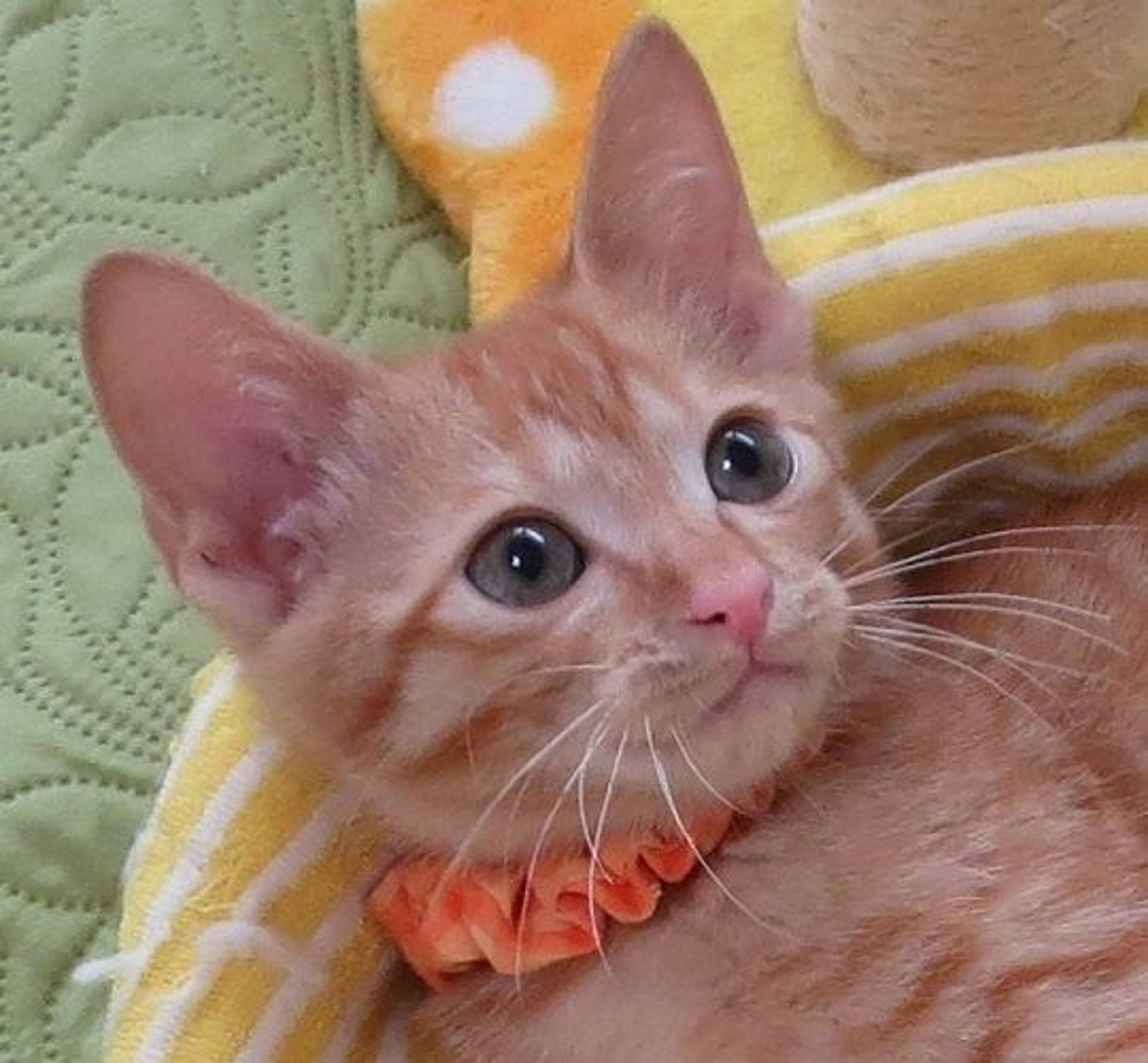 雑種（ミックス猫）・オスの里親募集の写真