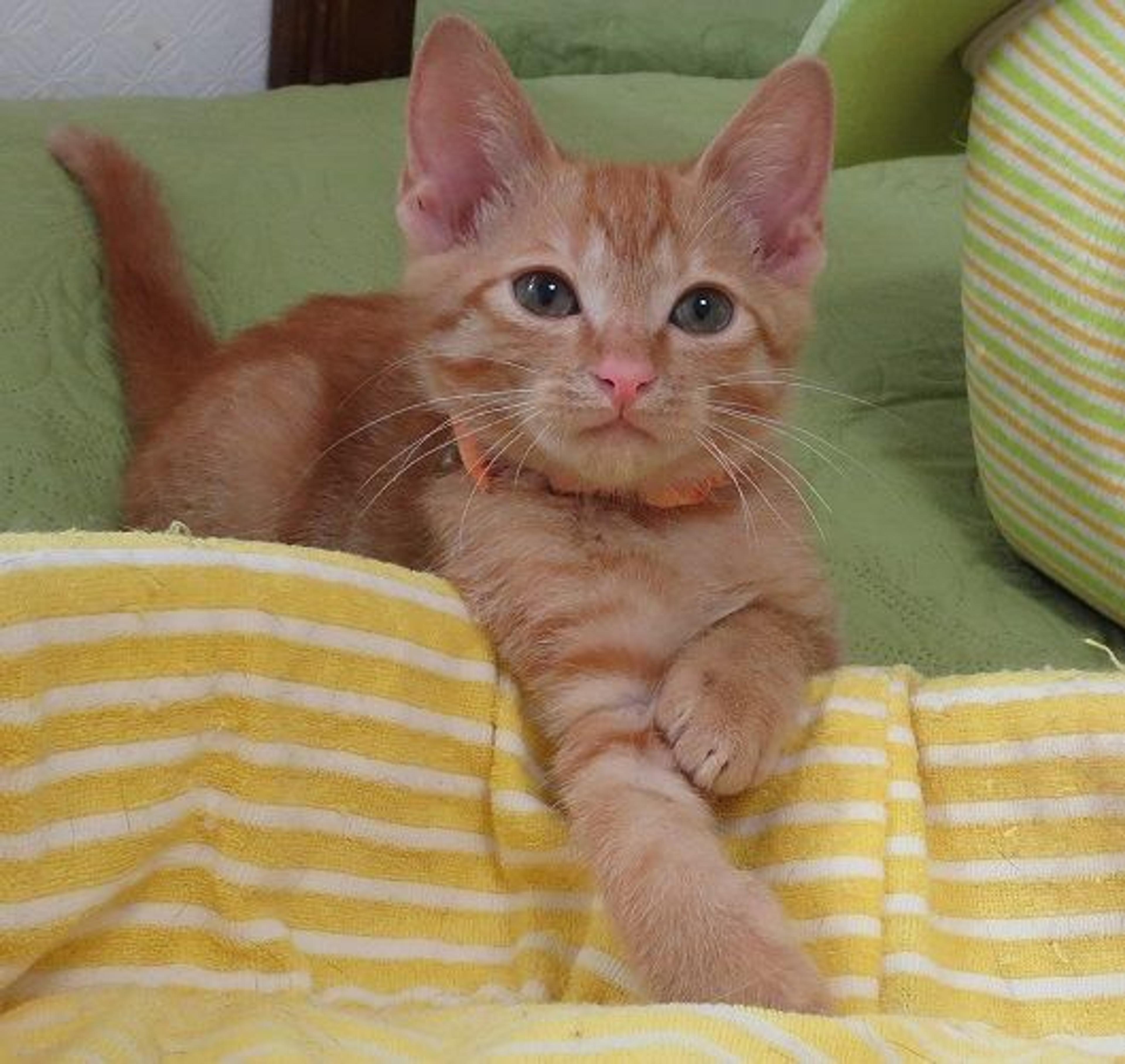 pet-image-2