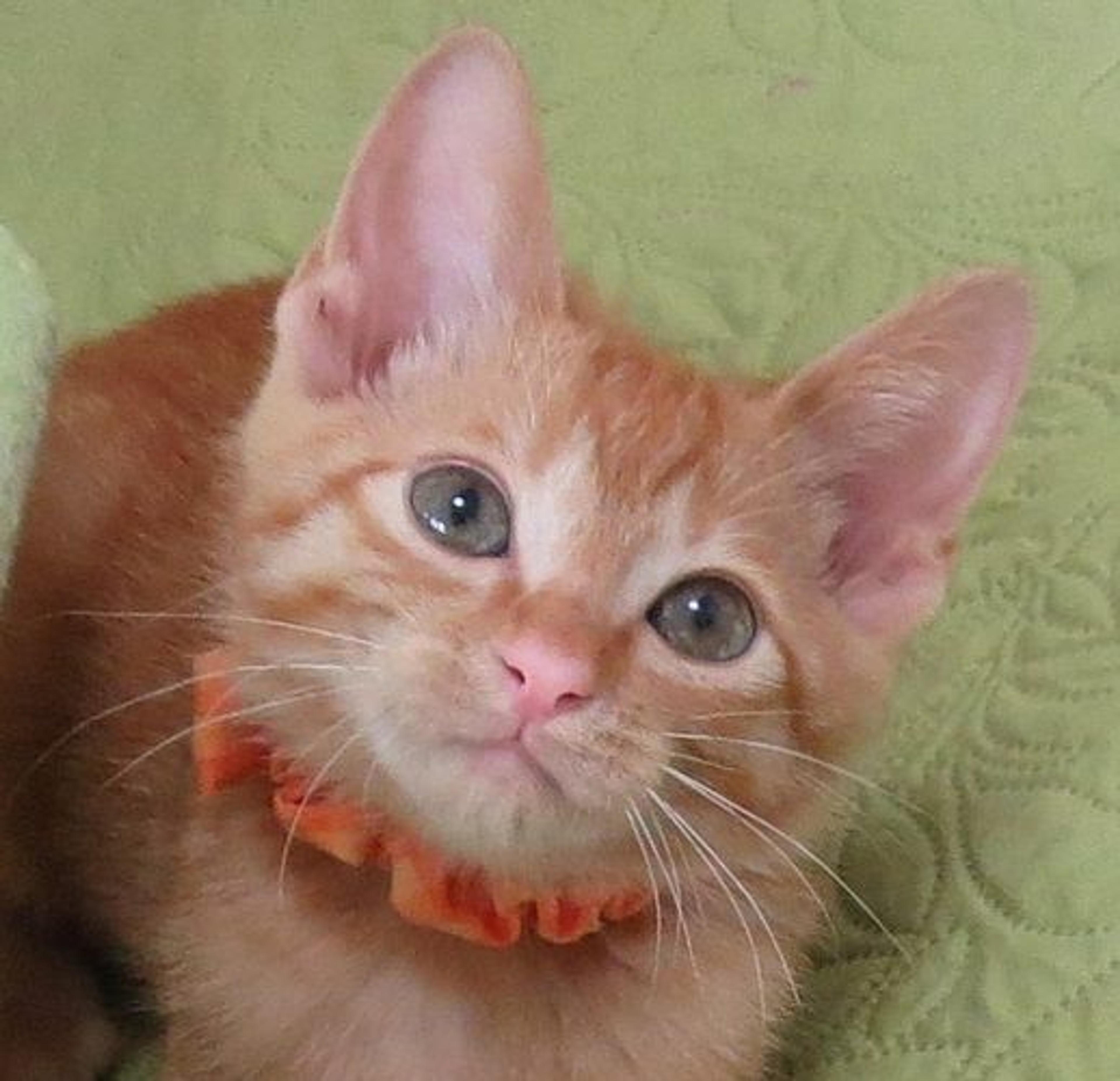 pet-image-3