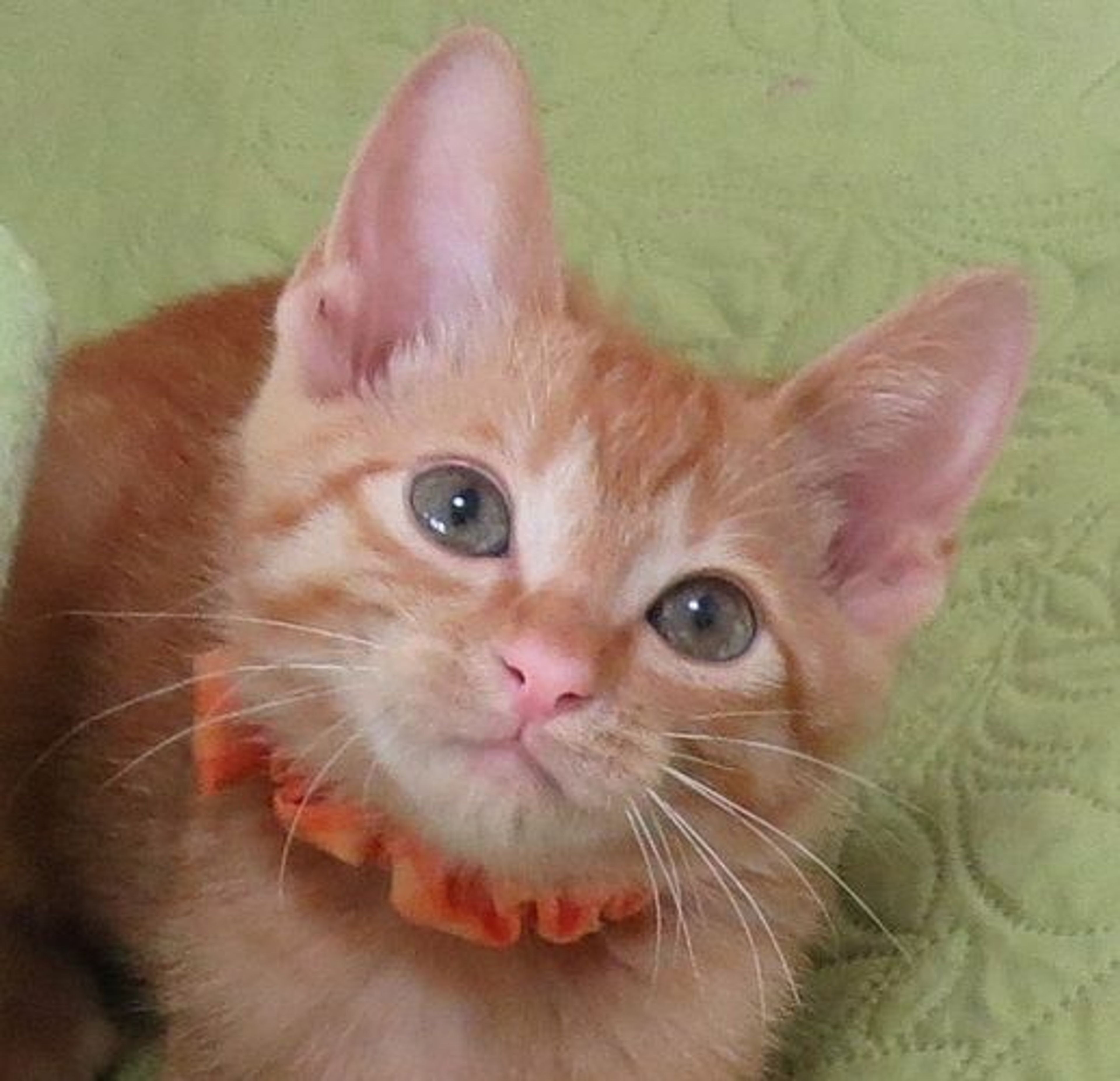 雑種（ミックス猫）・オスの里親募集の写真