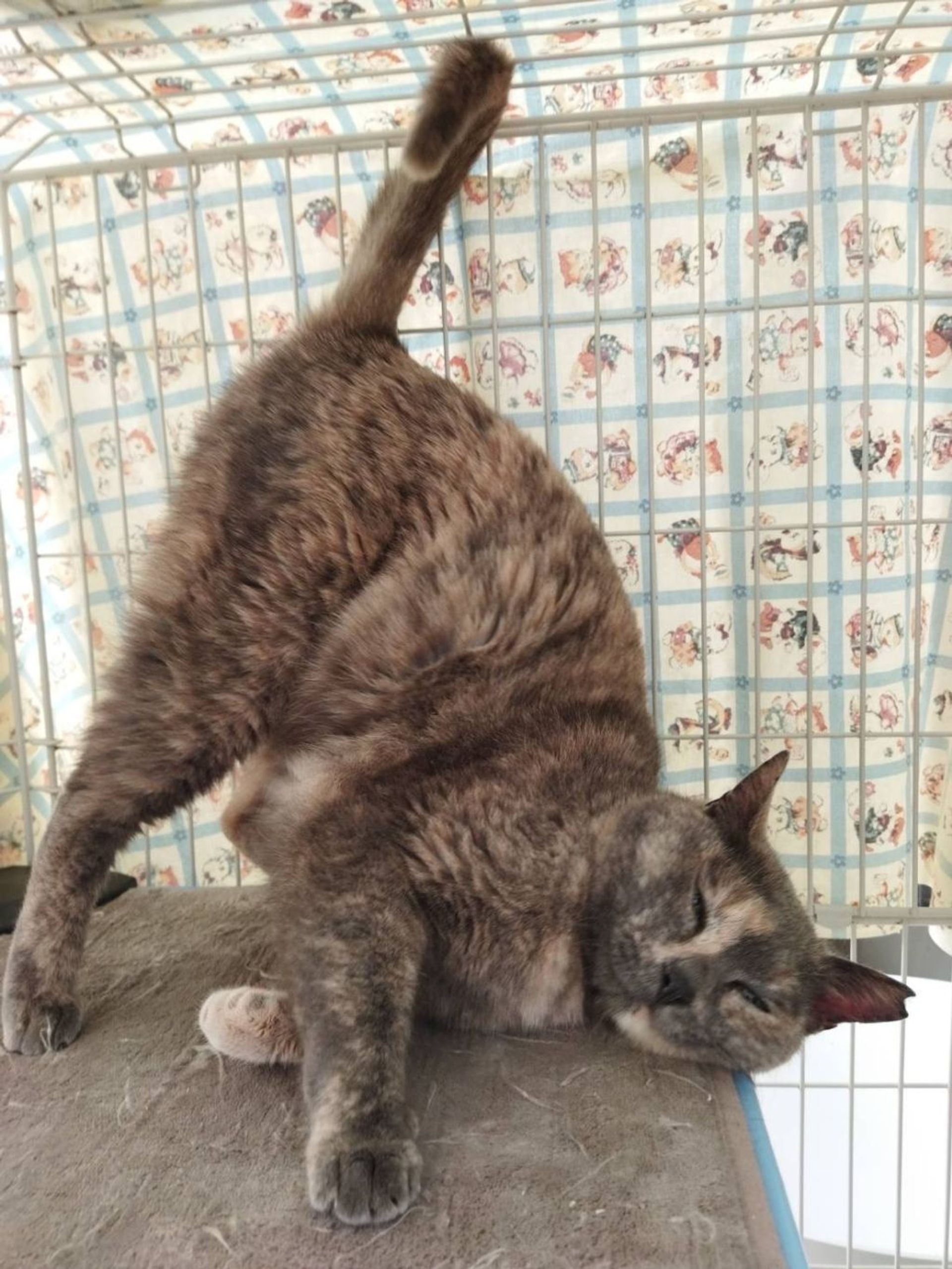 雑種（ミックス猫）・メスの里親募集の写真