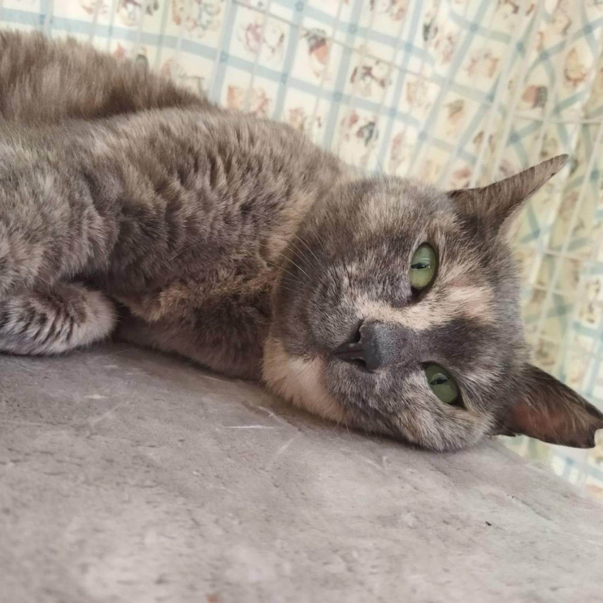 pet-image-3