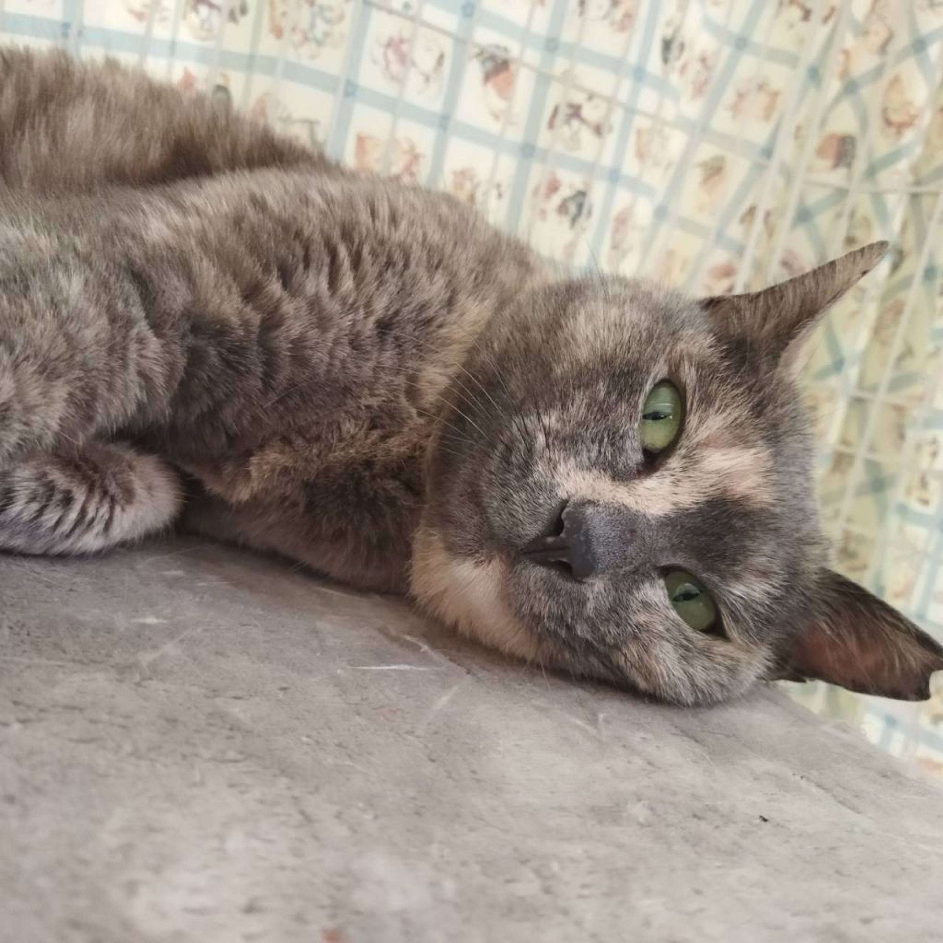 pet-image-3