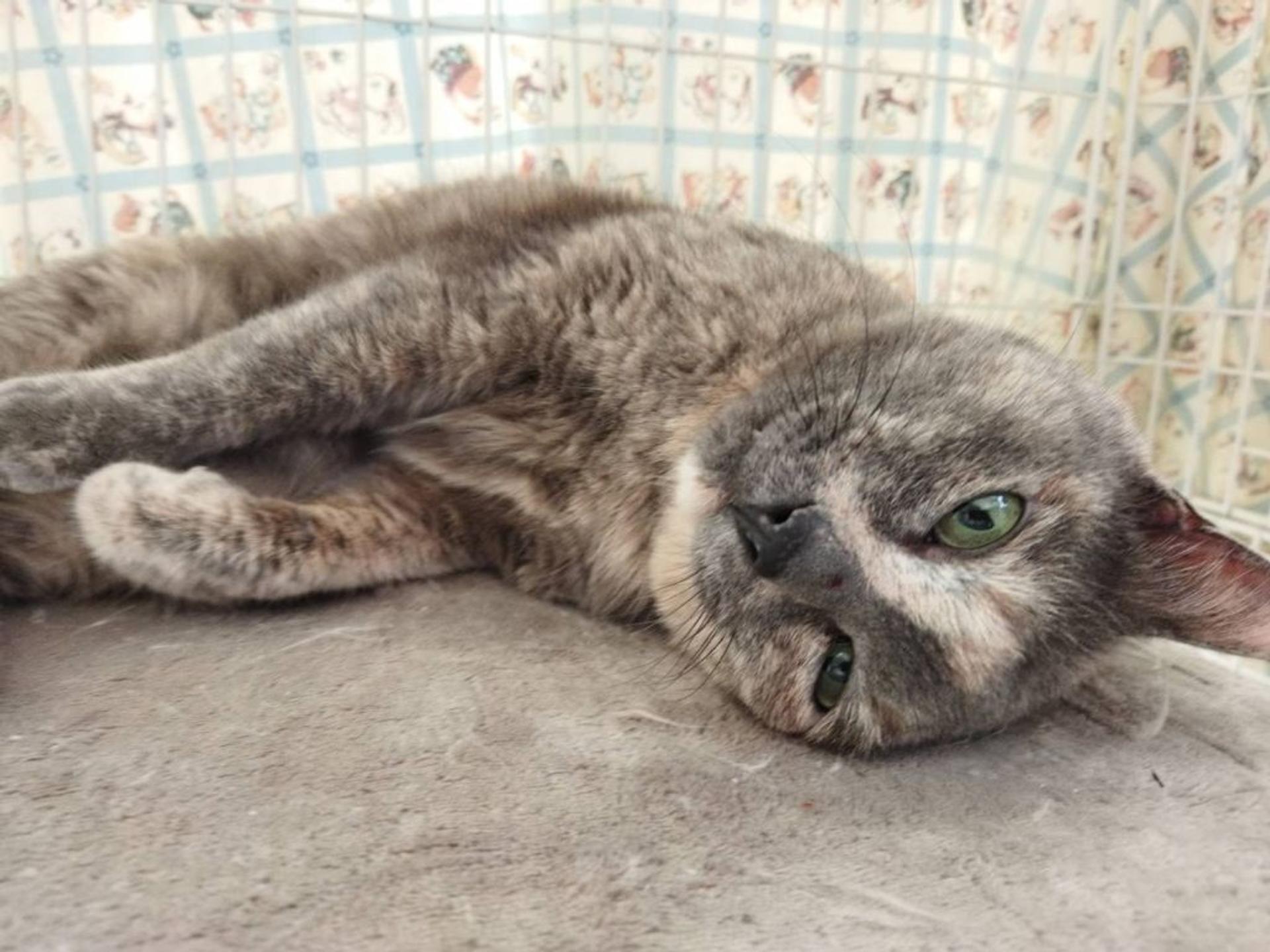 pet-image-6