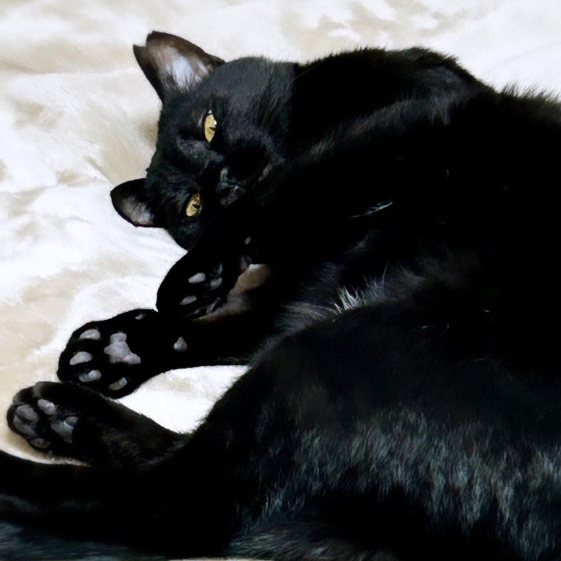 pet-image-3