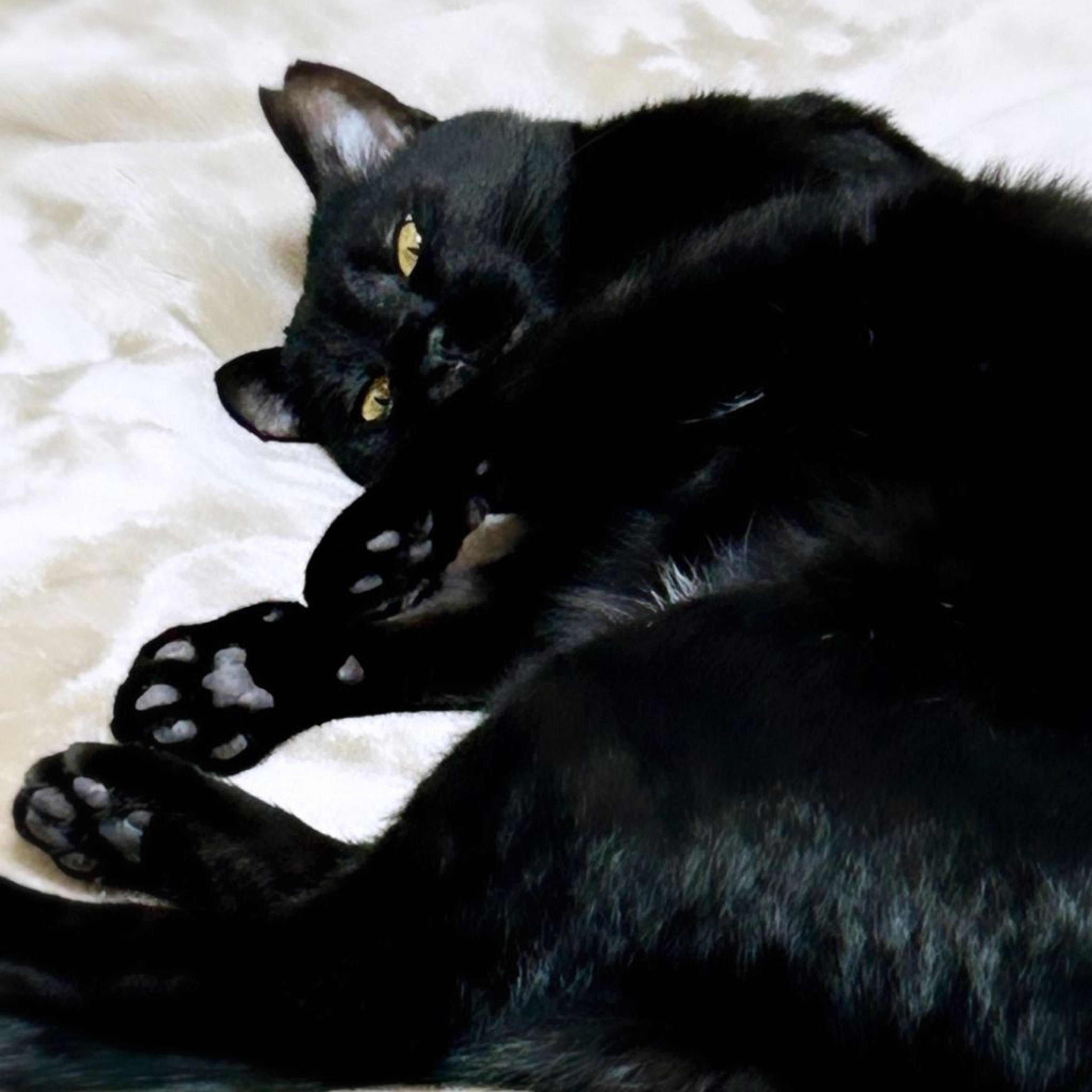 pet-image-3