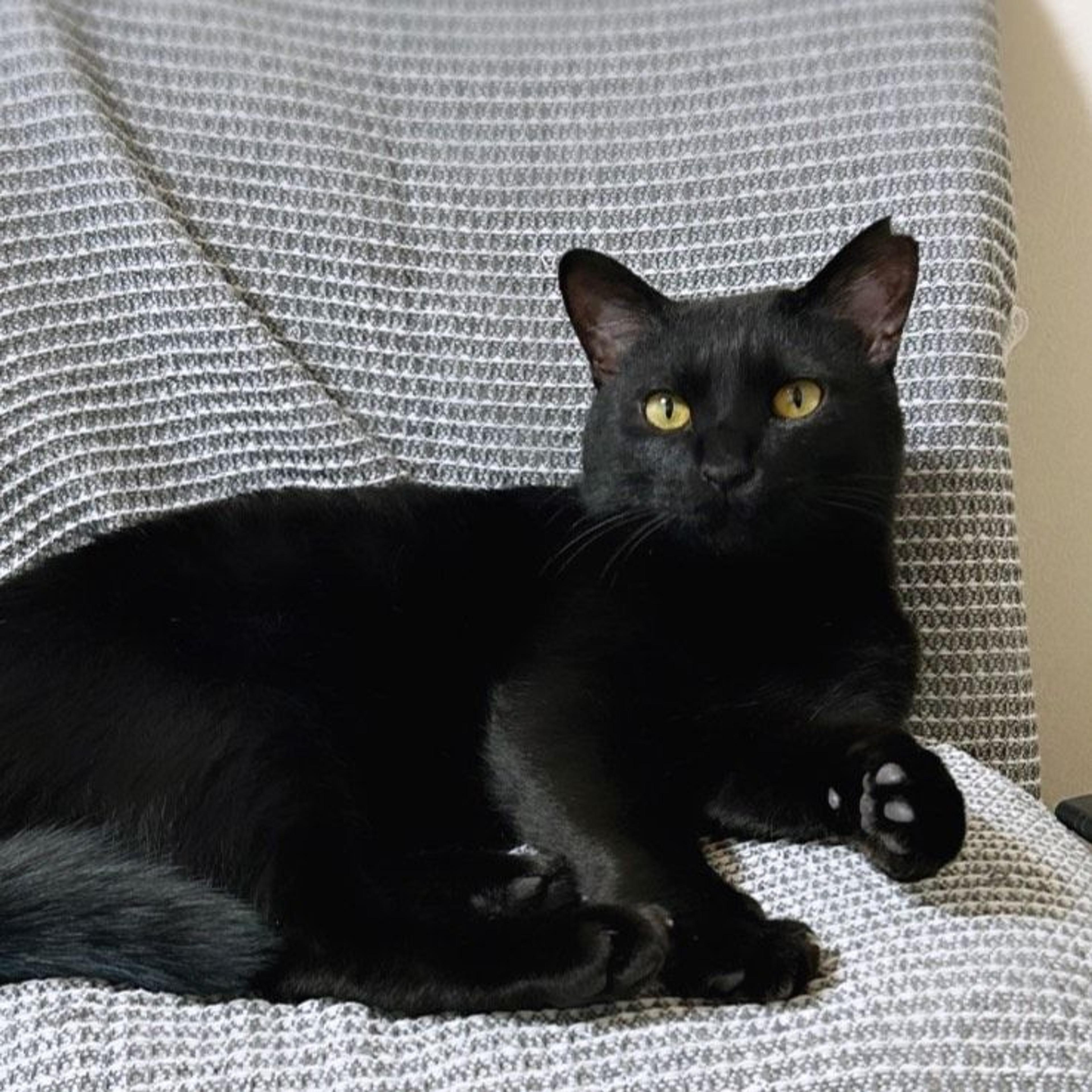 pet-image-4