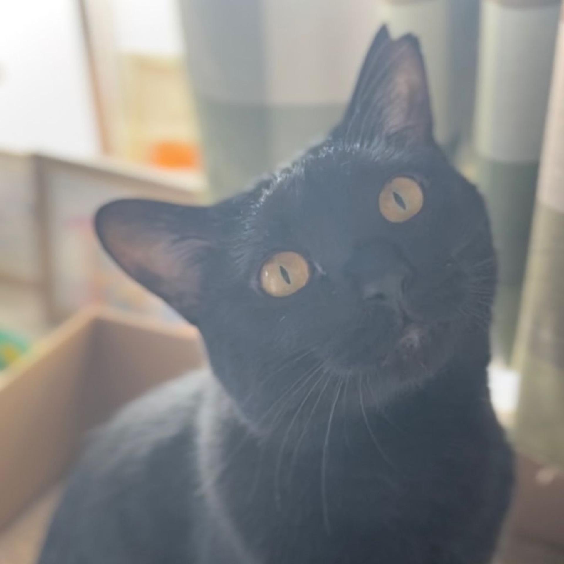 pet-image-5