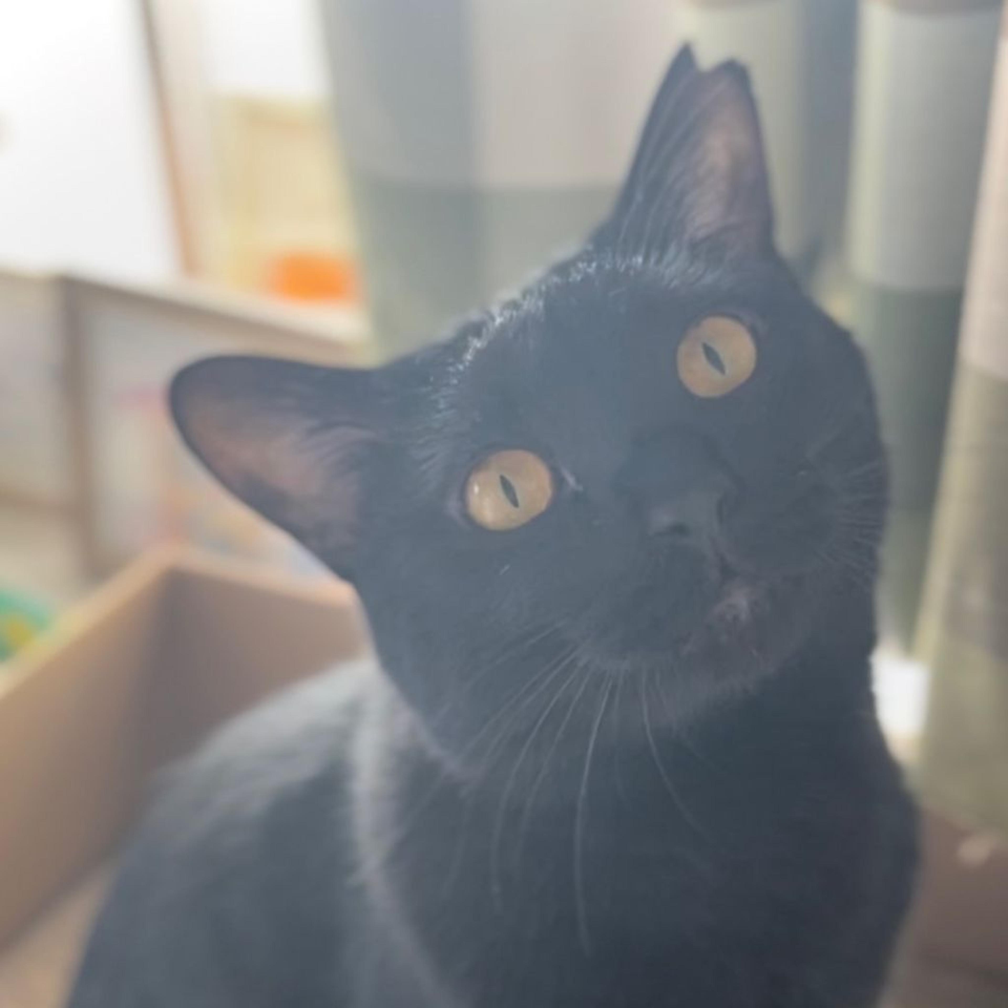 pet-image-5