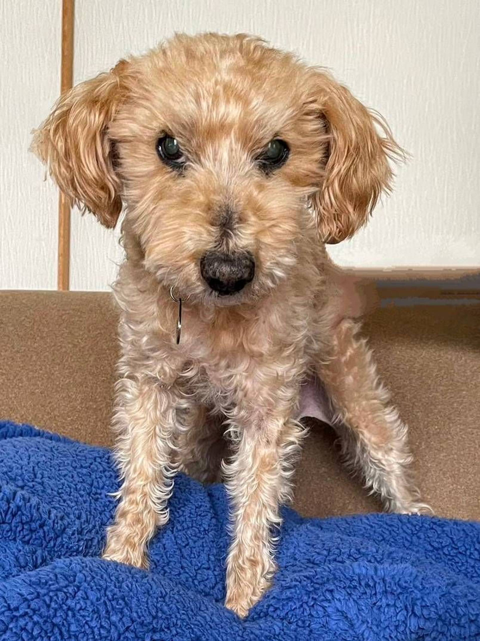 雑種（ミックス犬）・オスの里親募集の写真