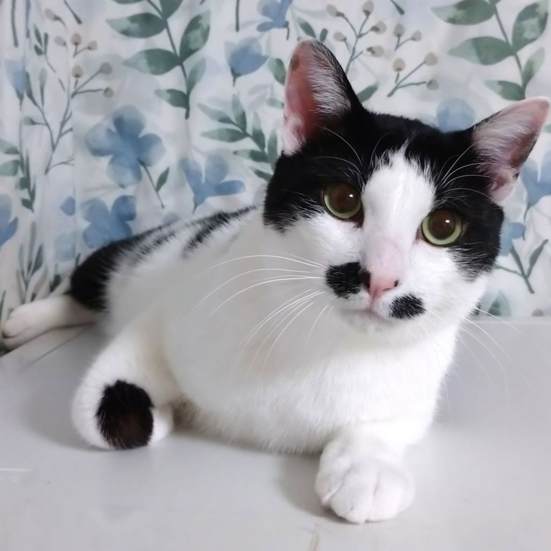 雑種（ミックス猫）・オスの里親募集の写真