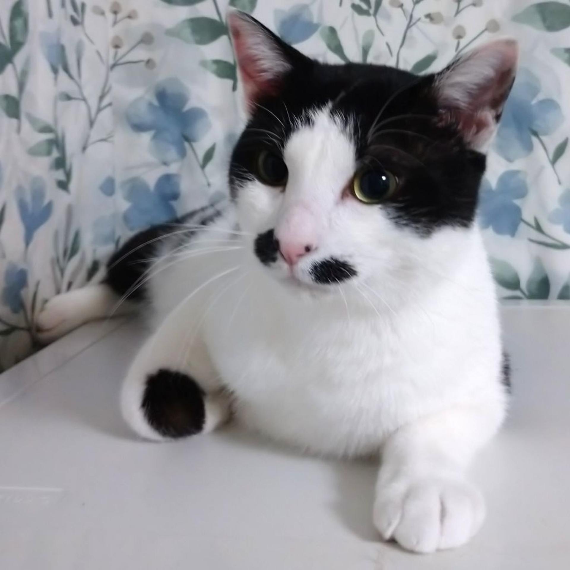 pet-image-3