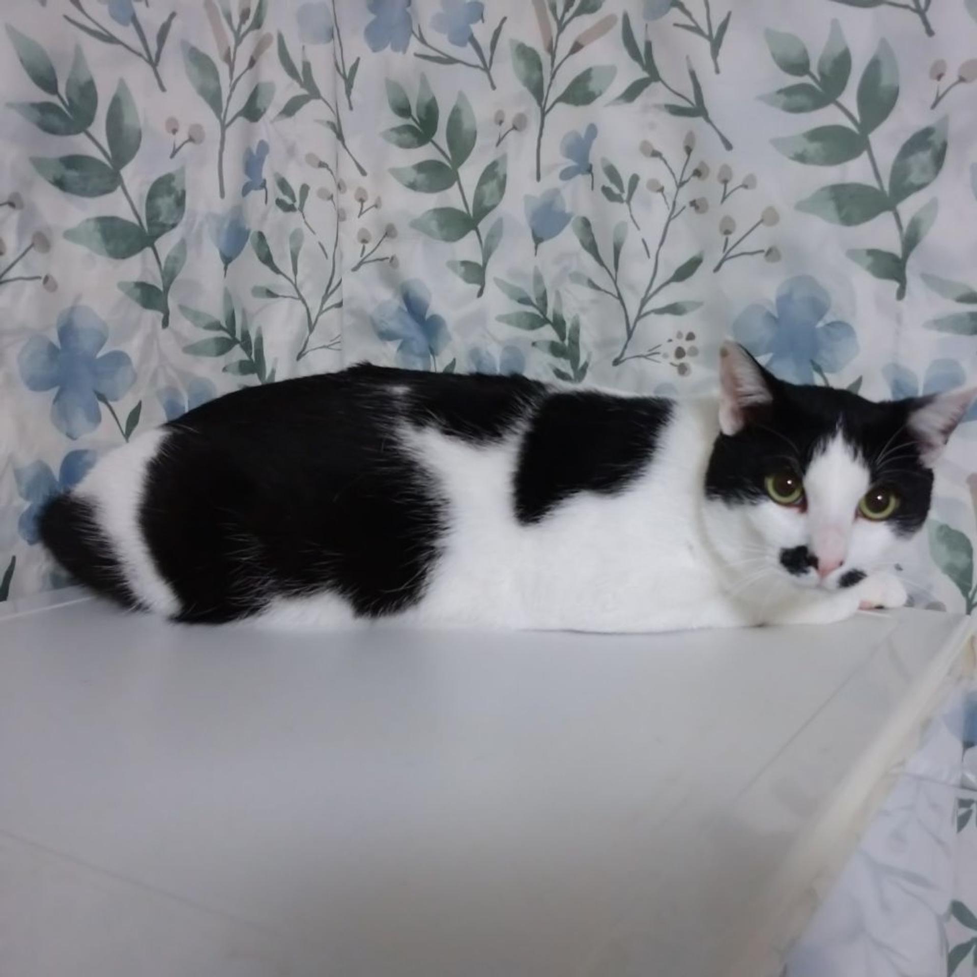 pet-image-4