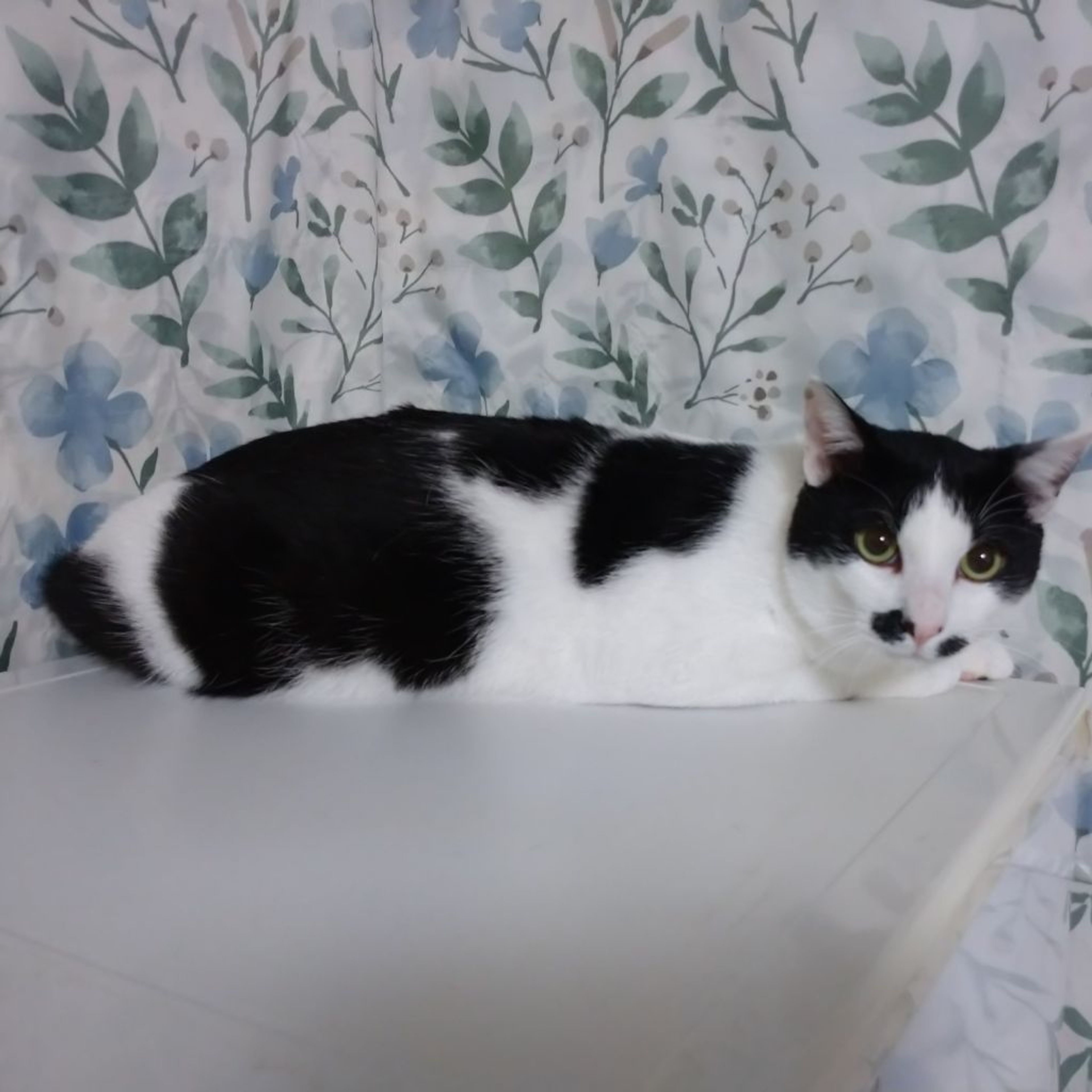 pet-image-4