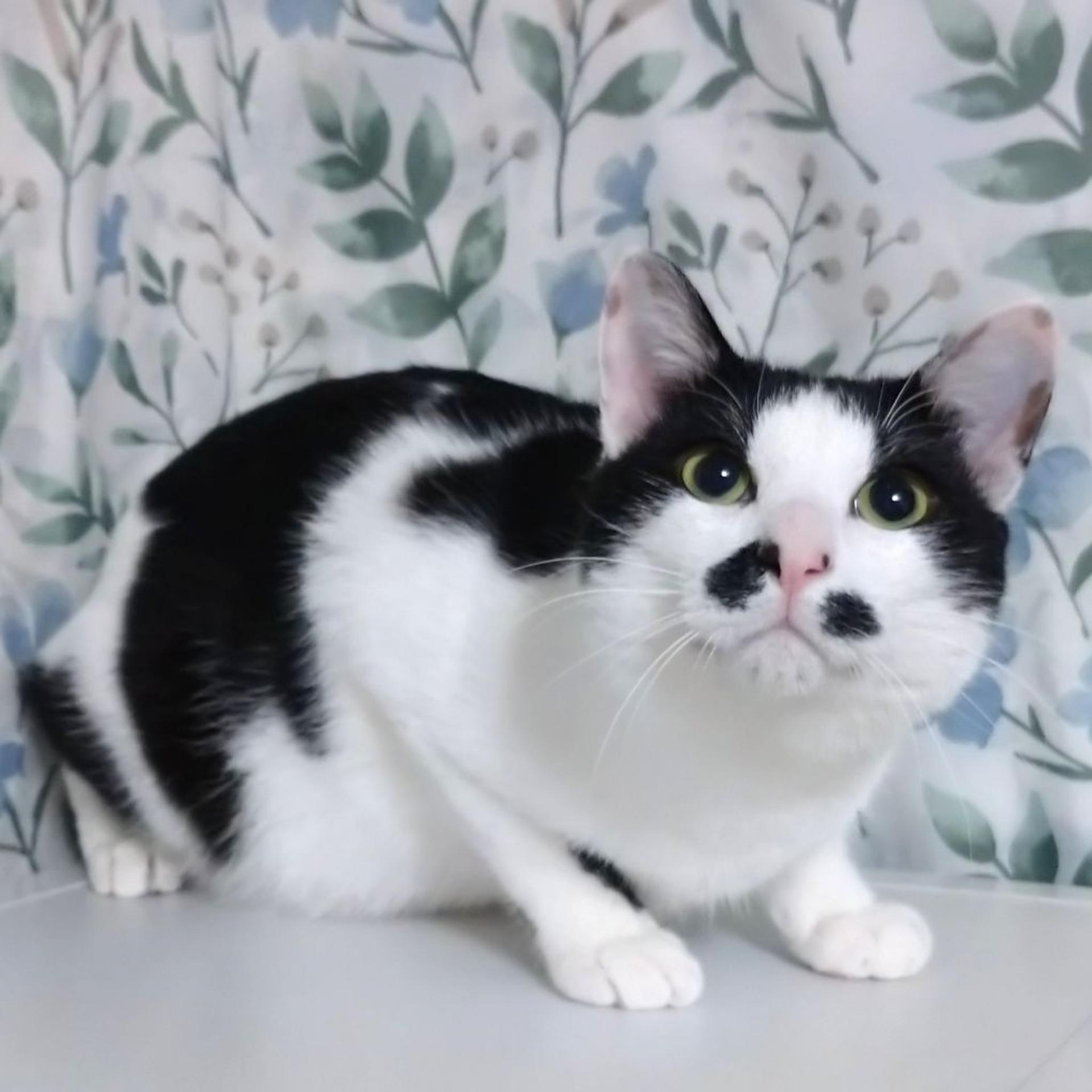 pet-image-5