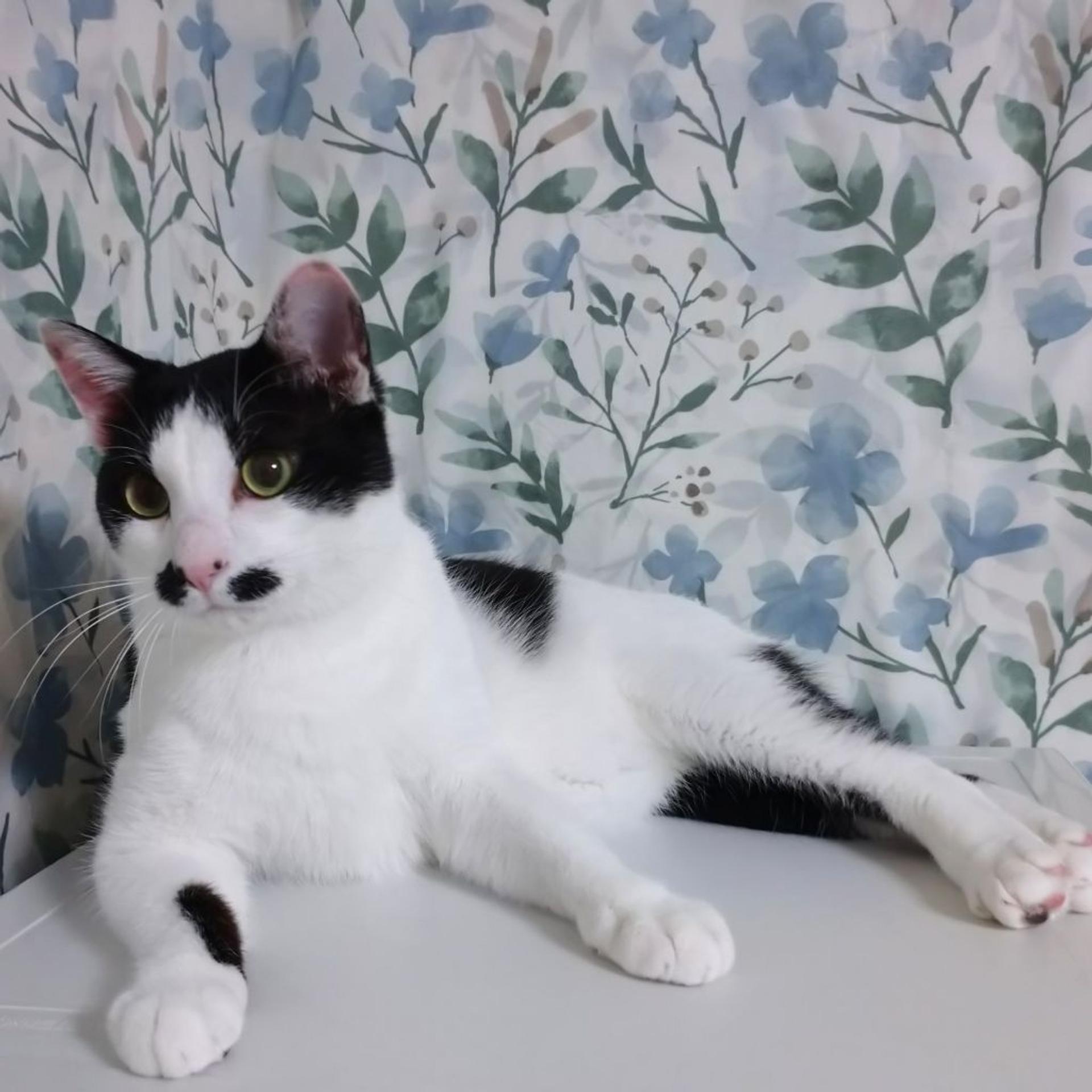pet-image-7