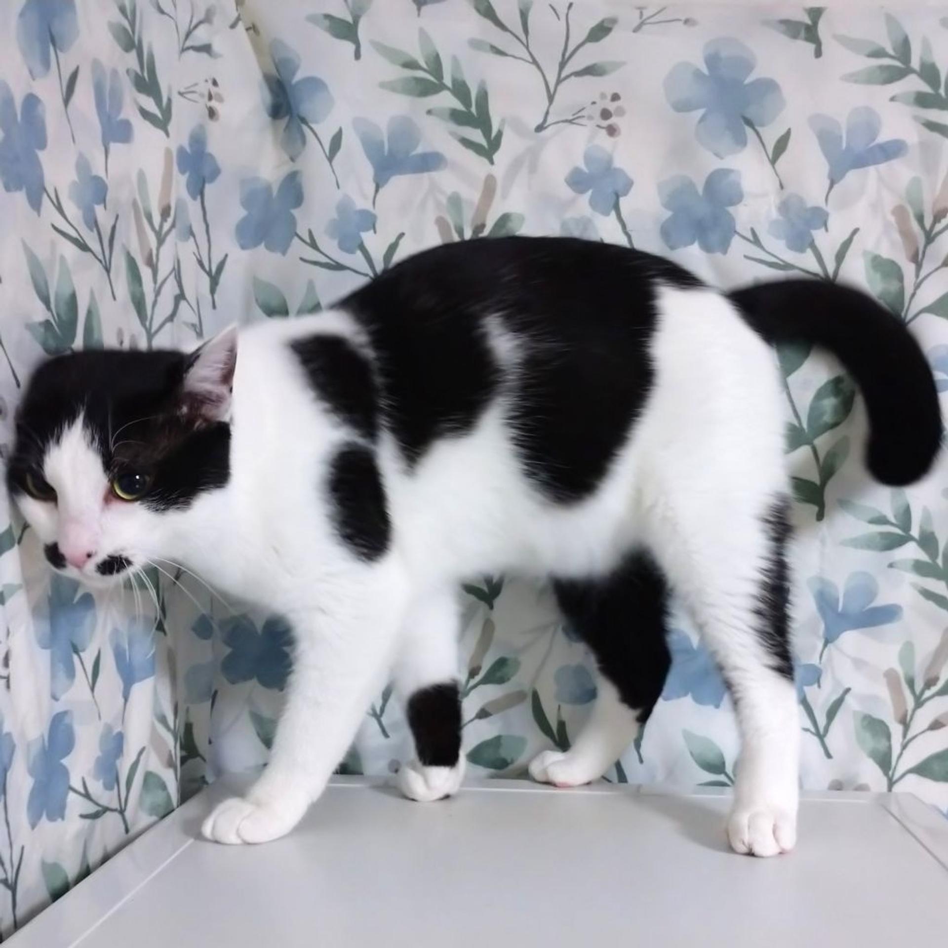 pet-image-8