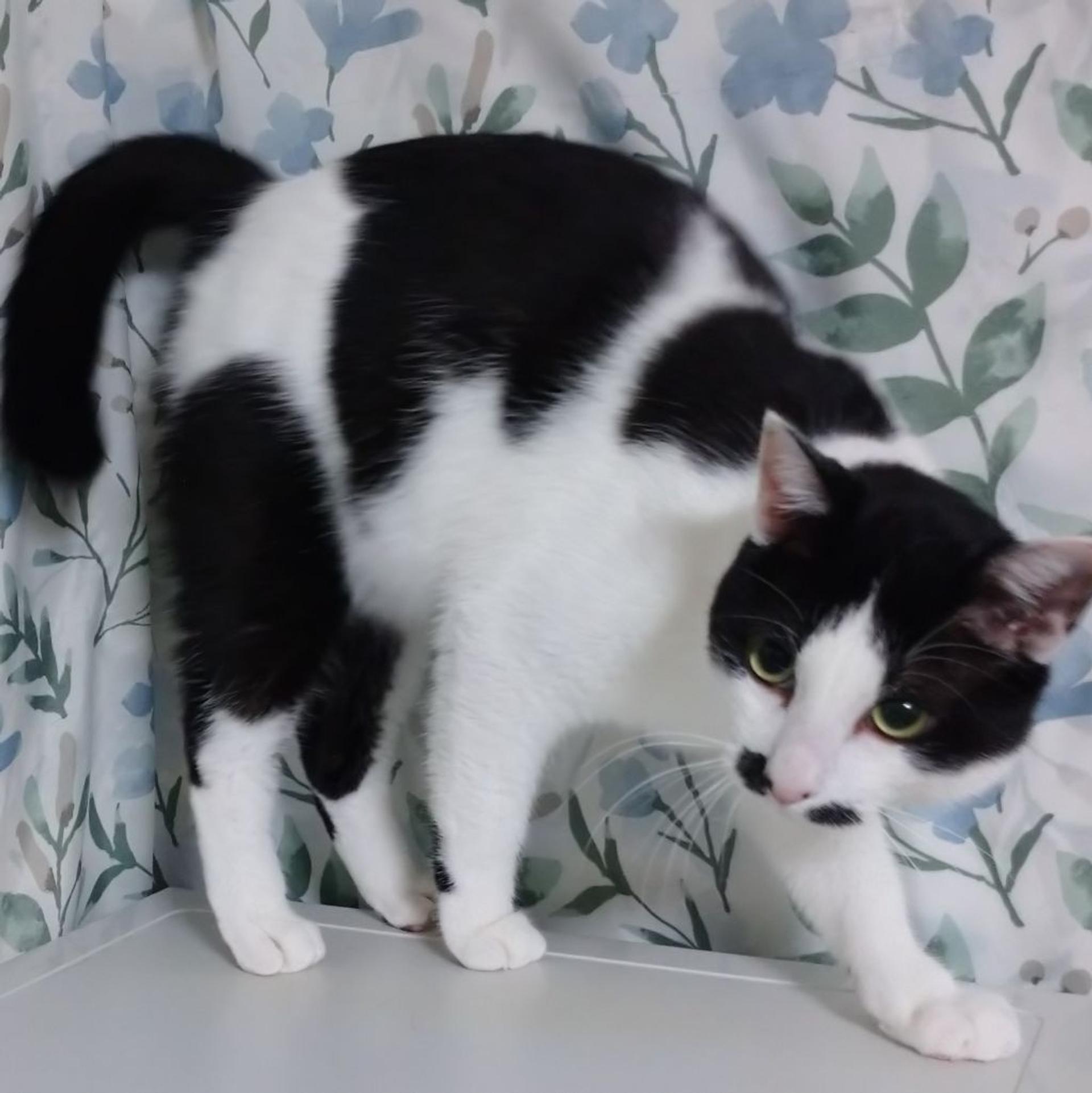 pet-image-9