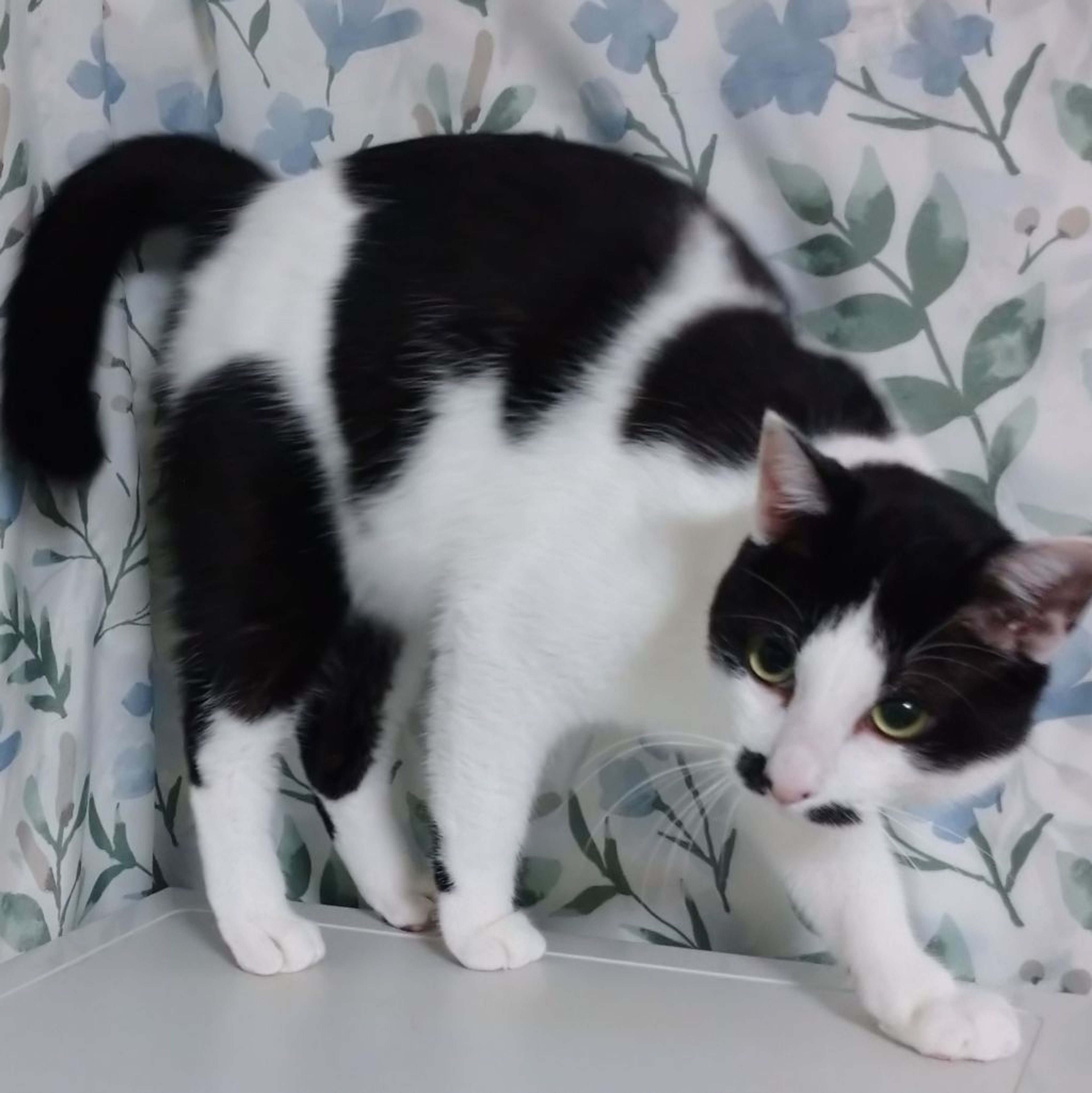 pet-image-9