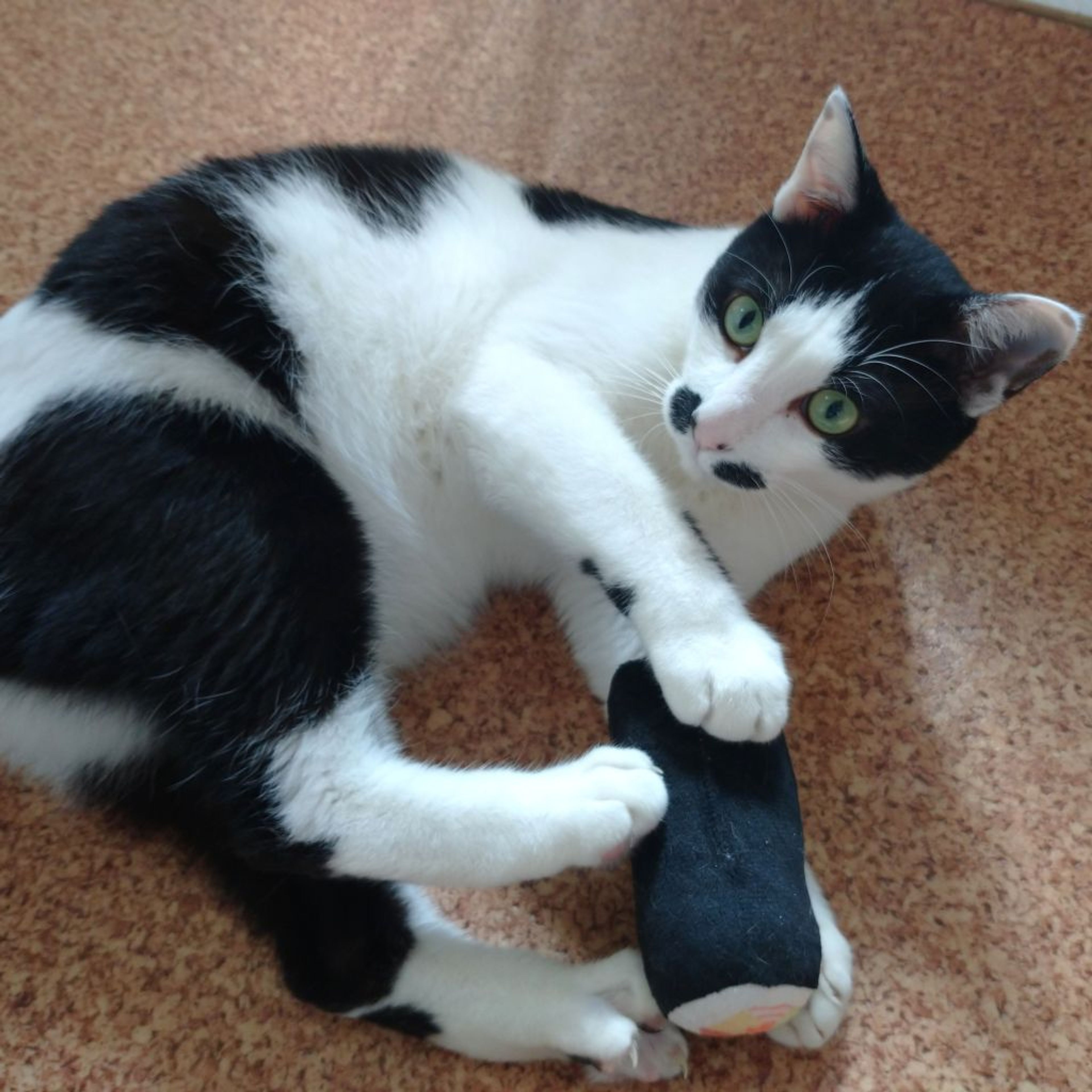 pet-image-2