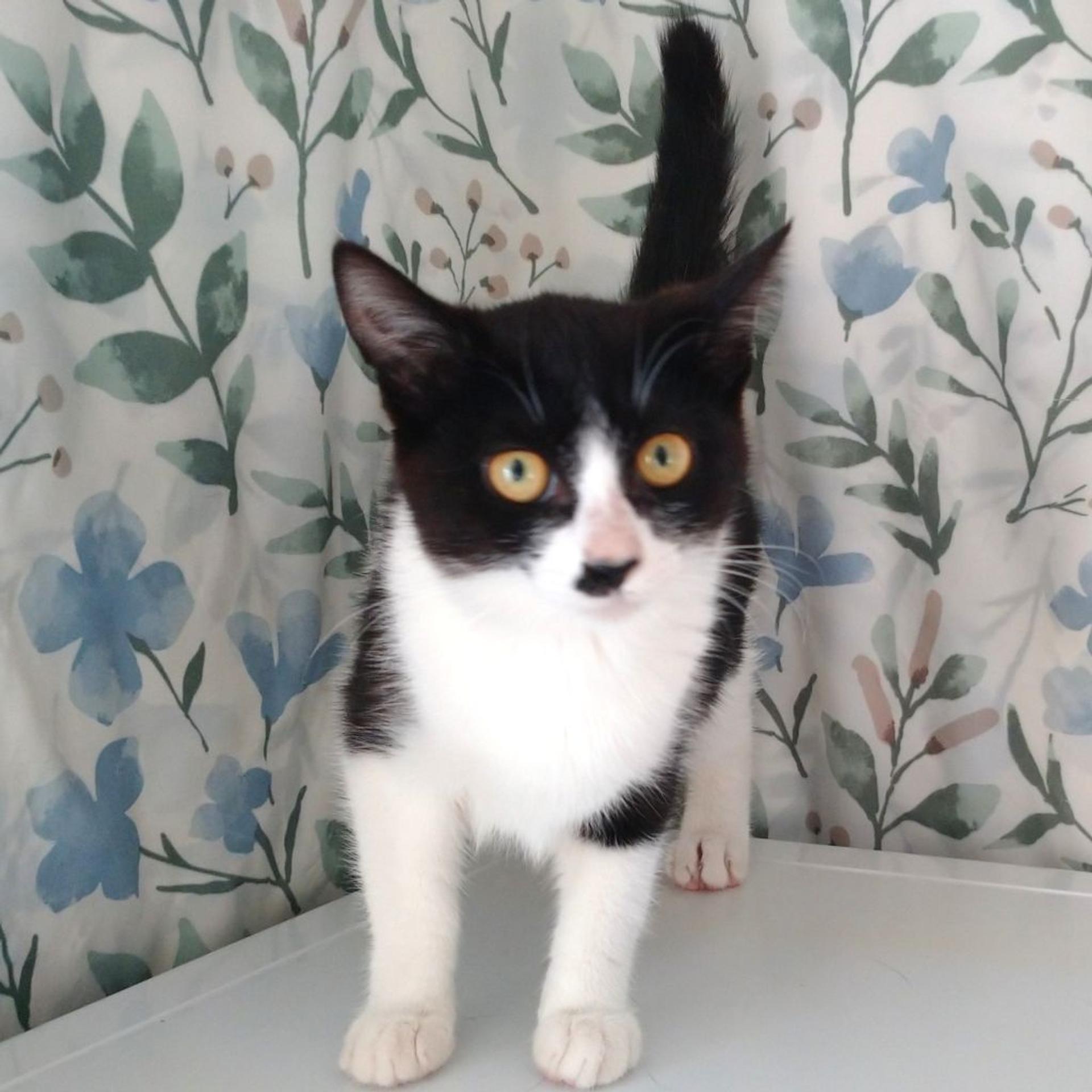 pet-image-3