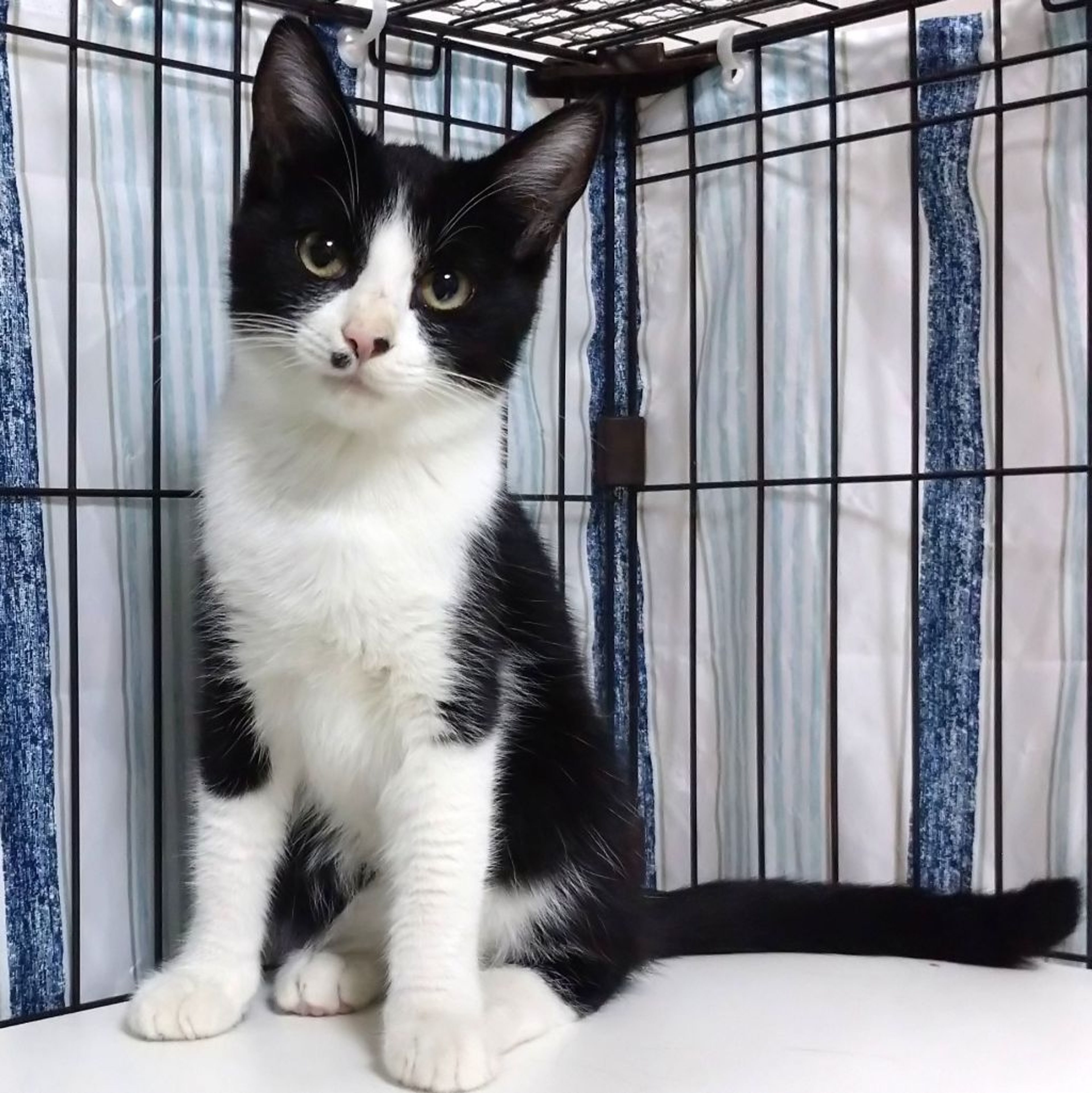 pet-image-4