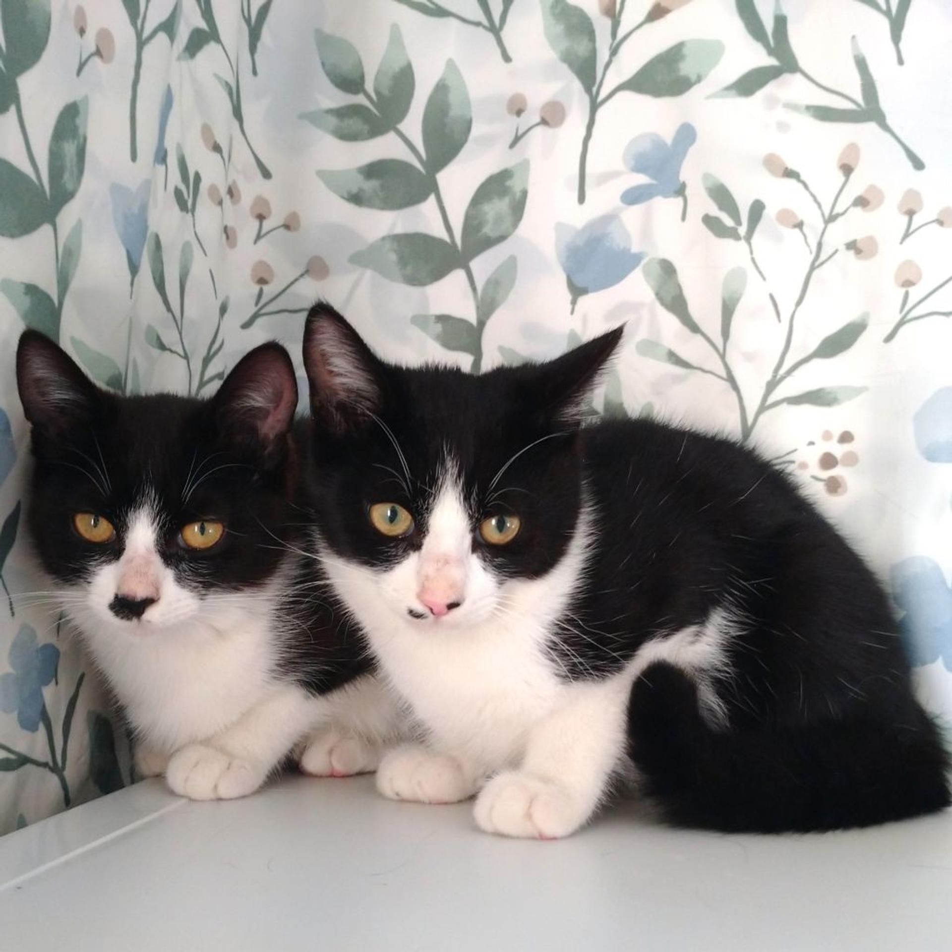 pet-image-5